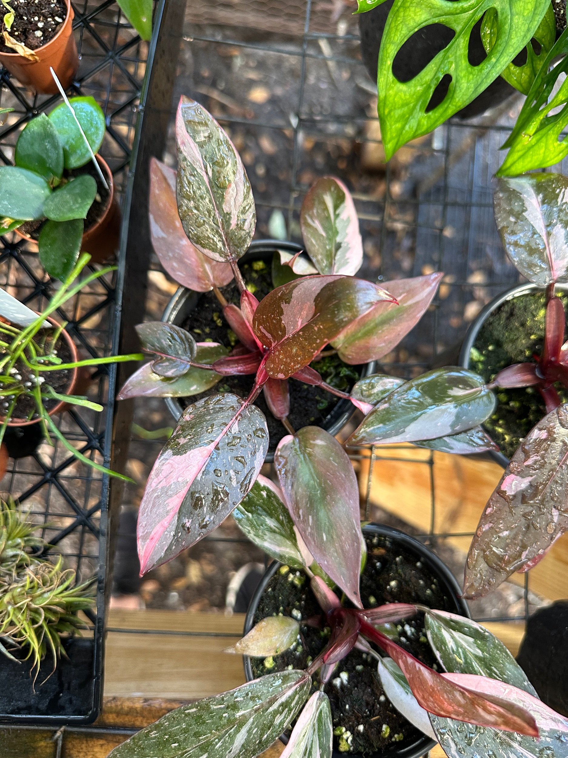 Philodendron Pink Princess Marble