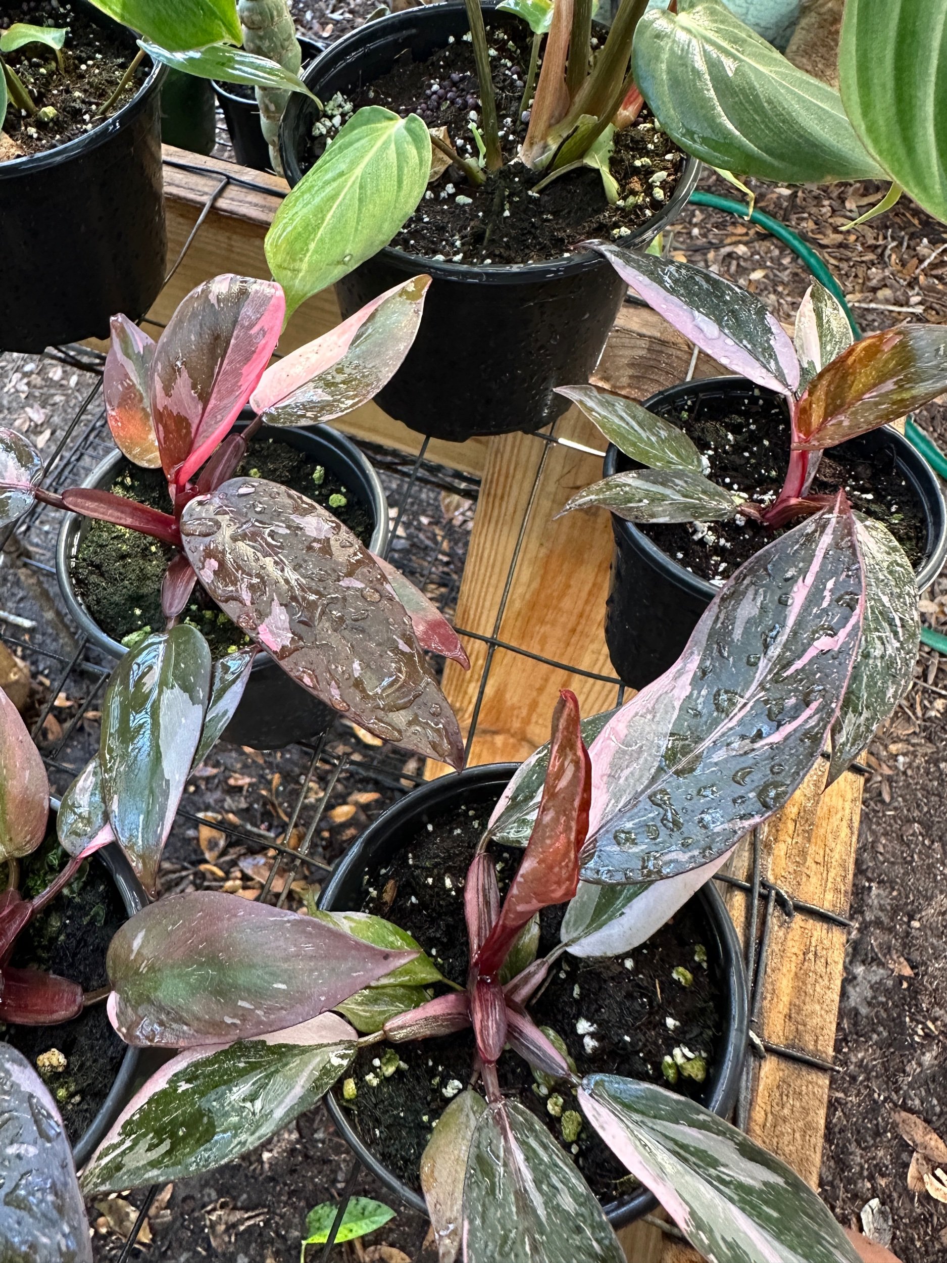 Philodendron Pink Princess Marble