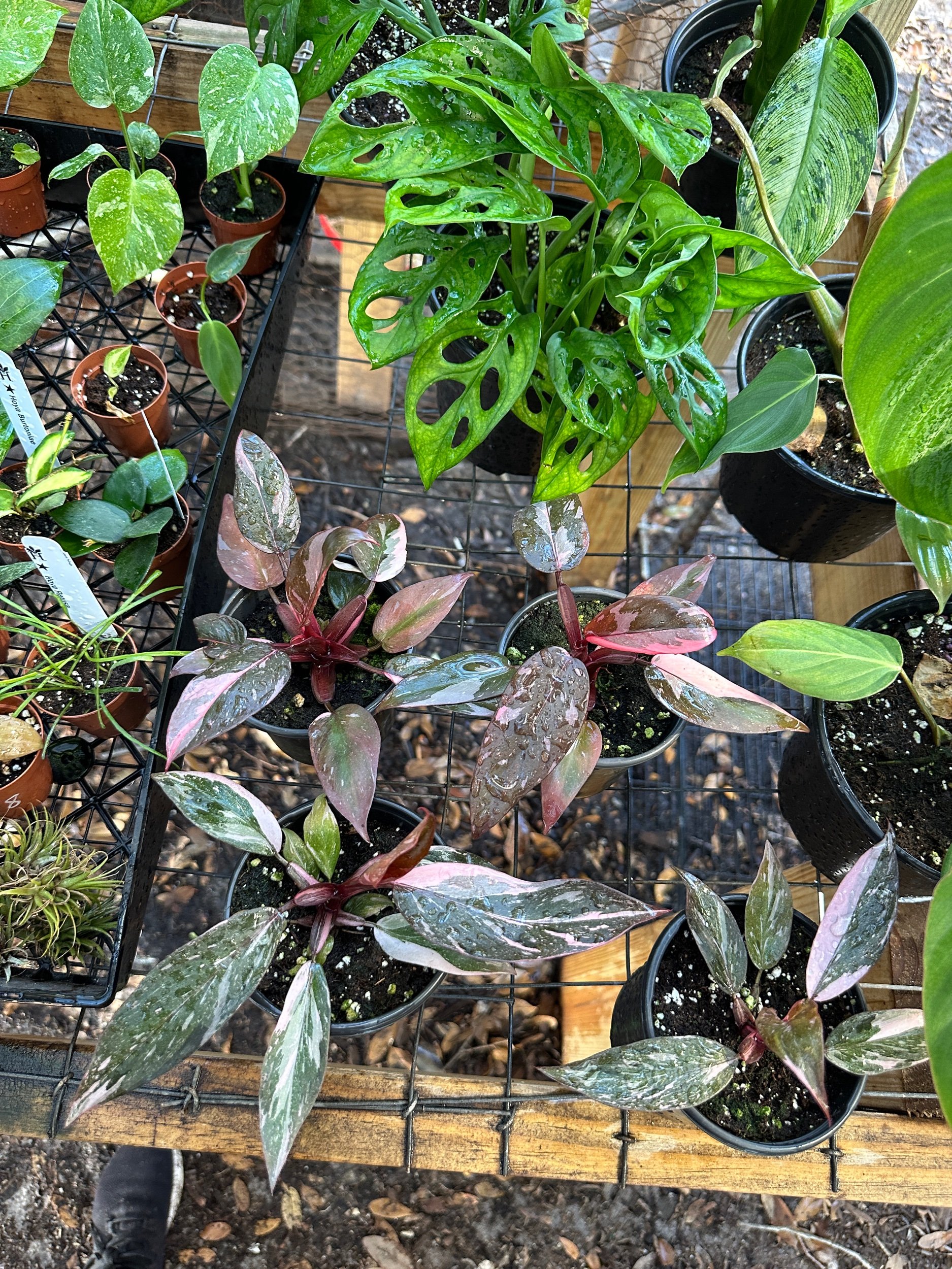 Philodendron Pink Princess Marble
