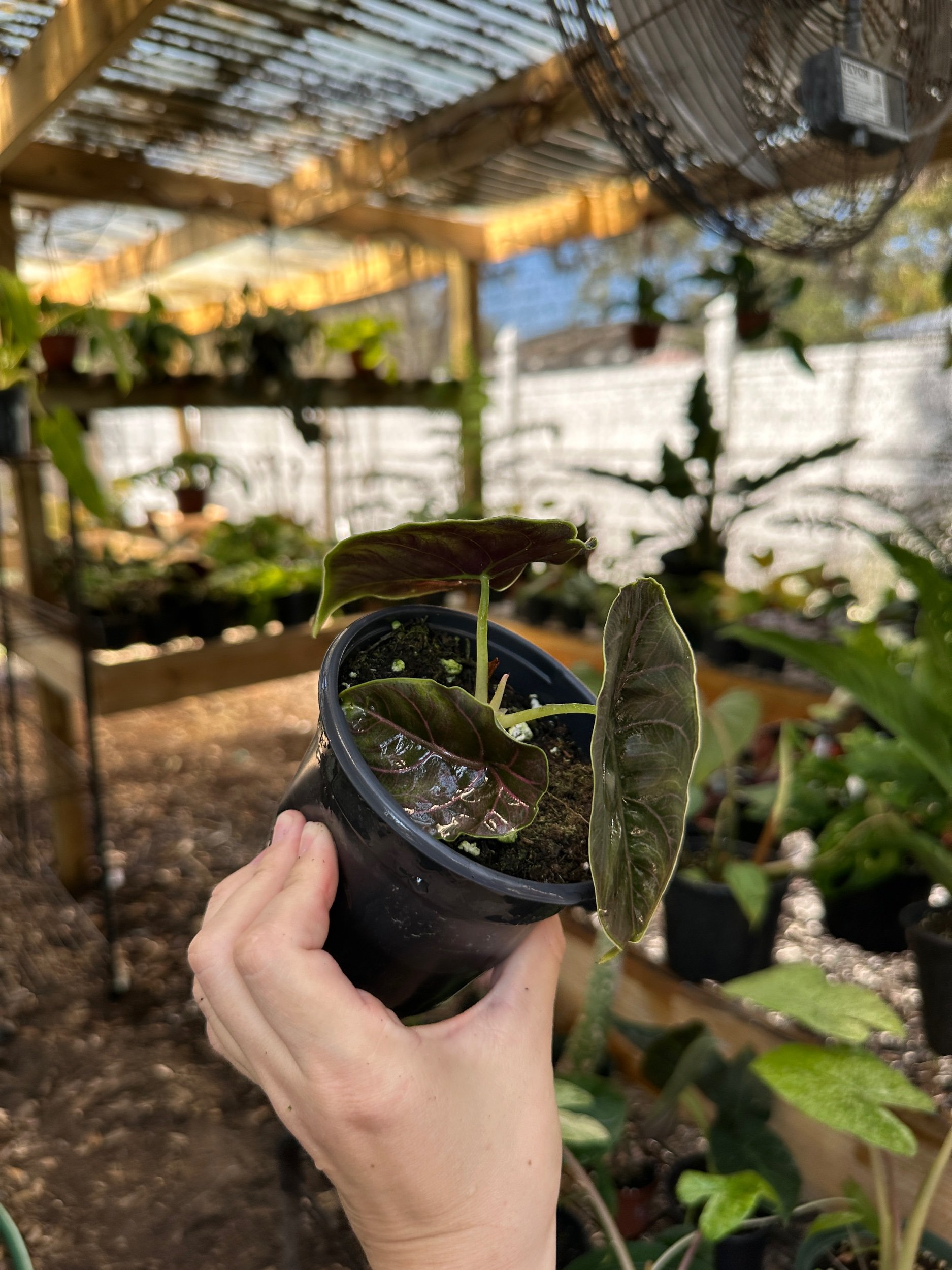 Alocasia Azlanii