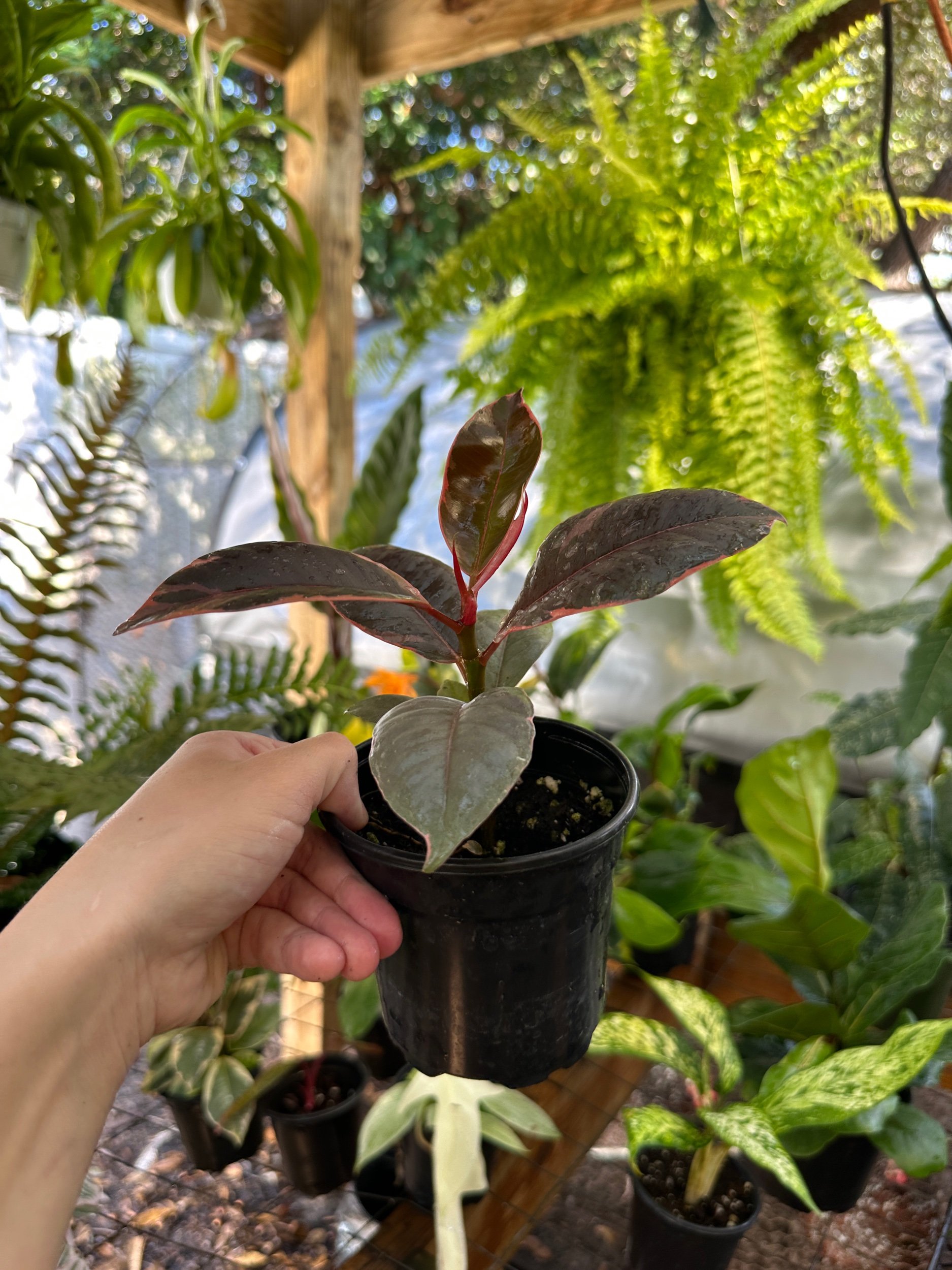 Ficus Elastica Ruby