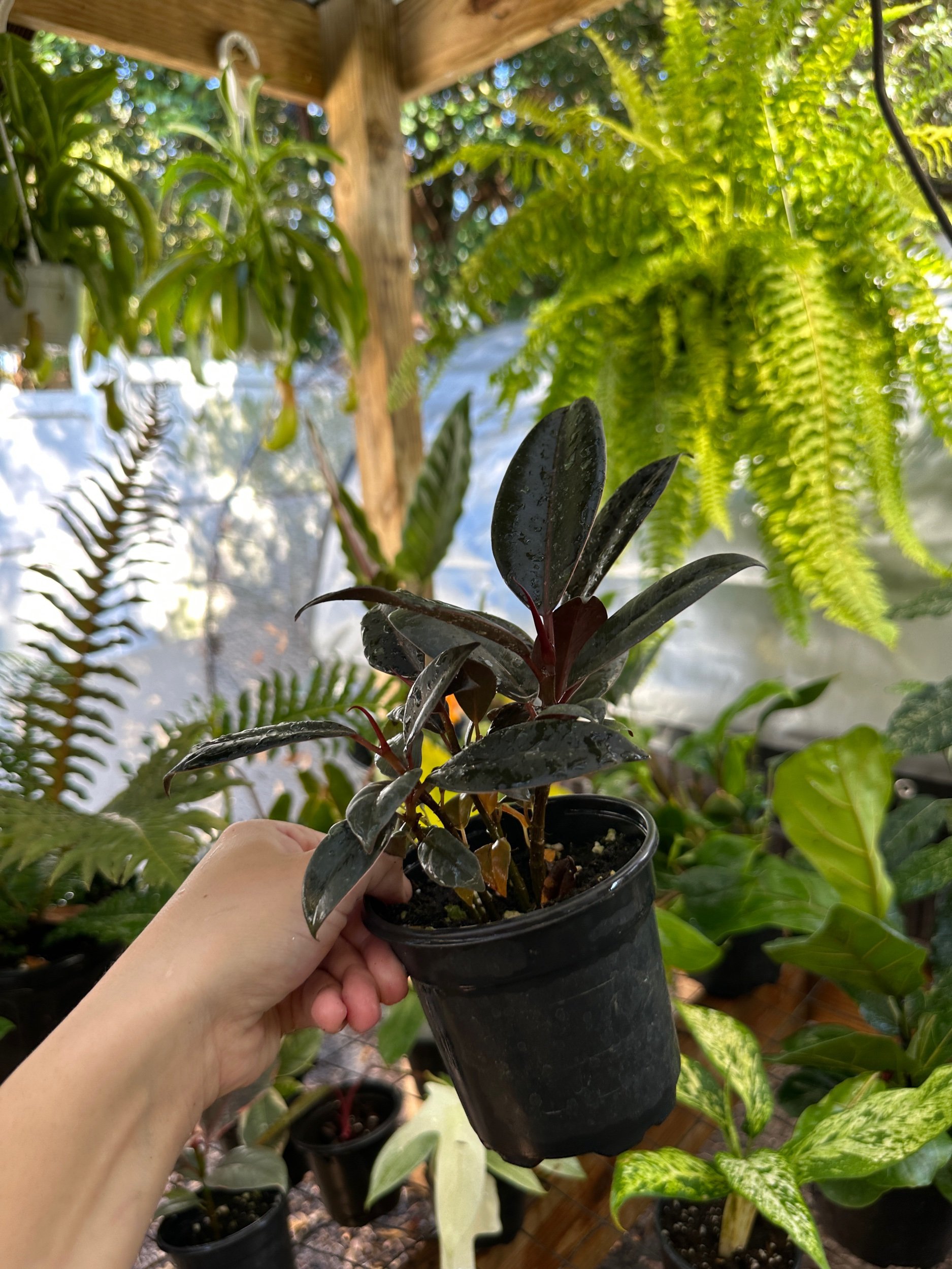Ficus Burgundy