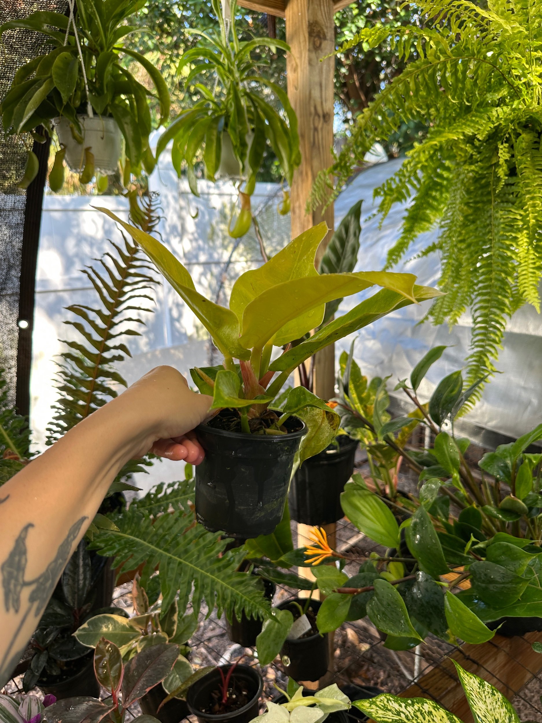 Philodendron Moonlight