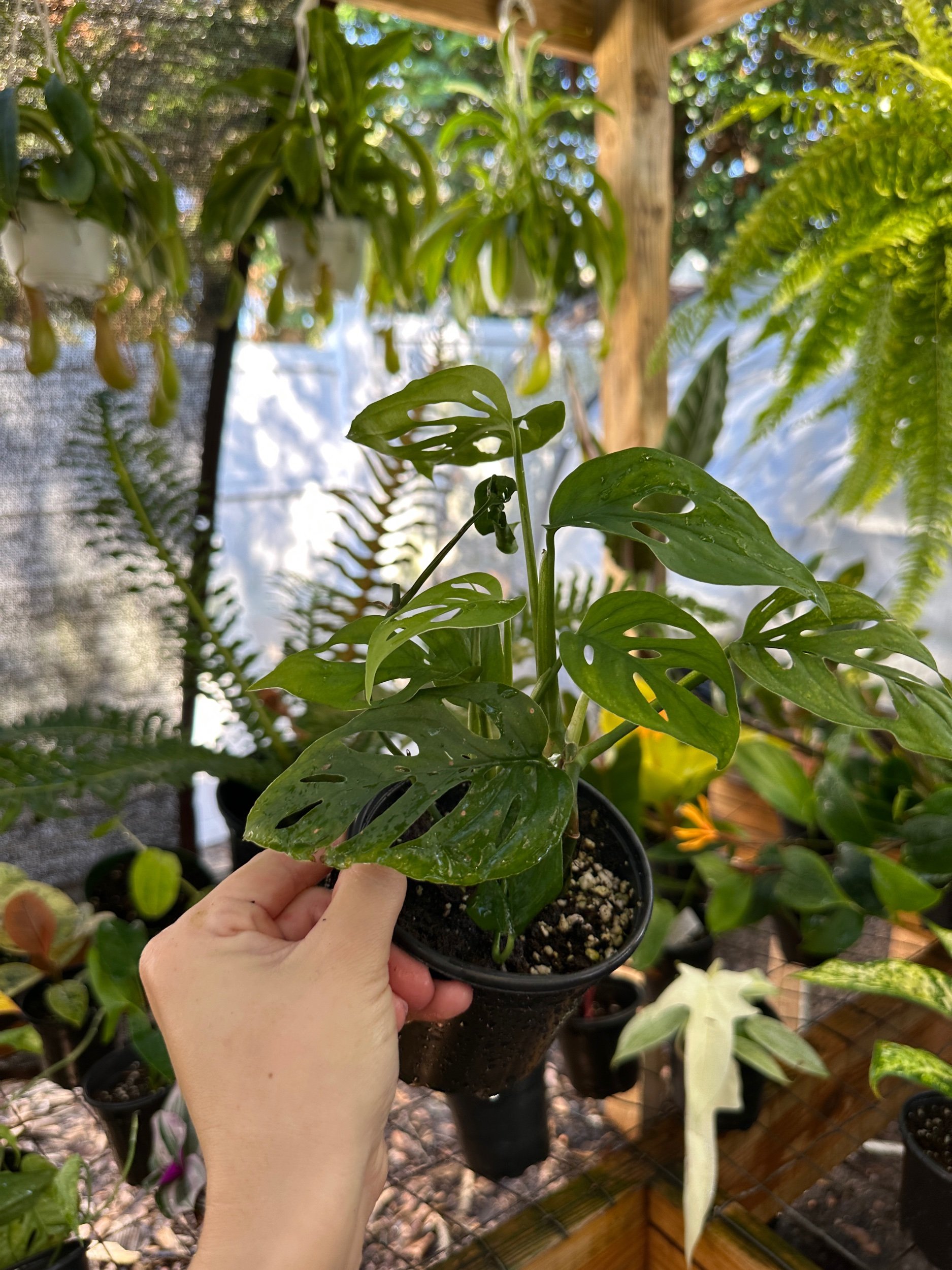 Monstera Esqueleto