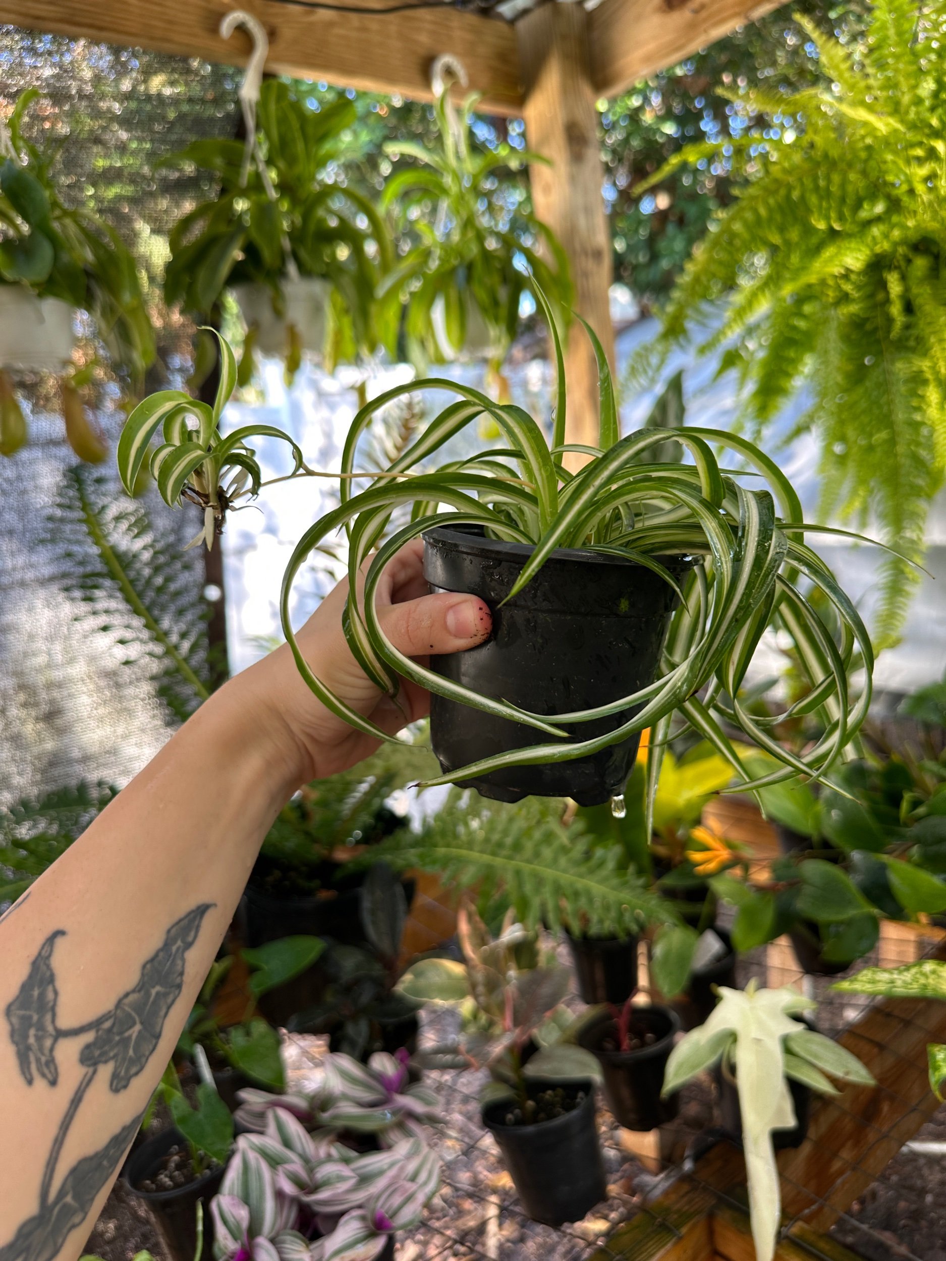 Variegated Curly Spider Plant “Bonnie”