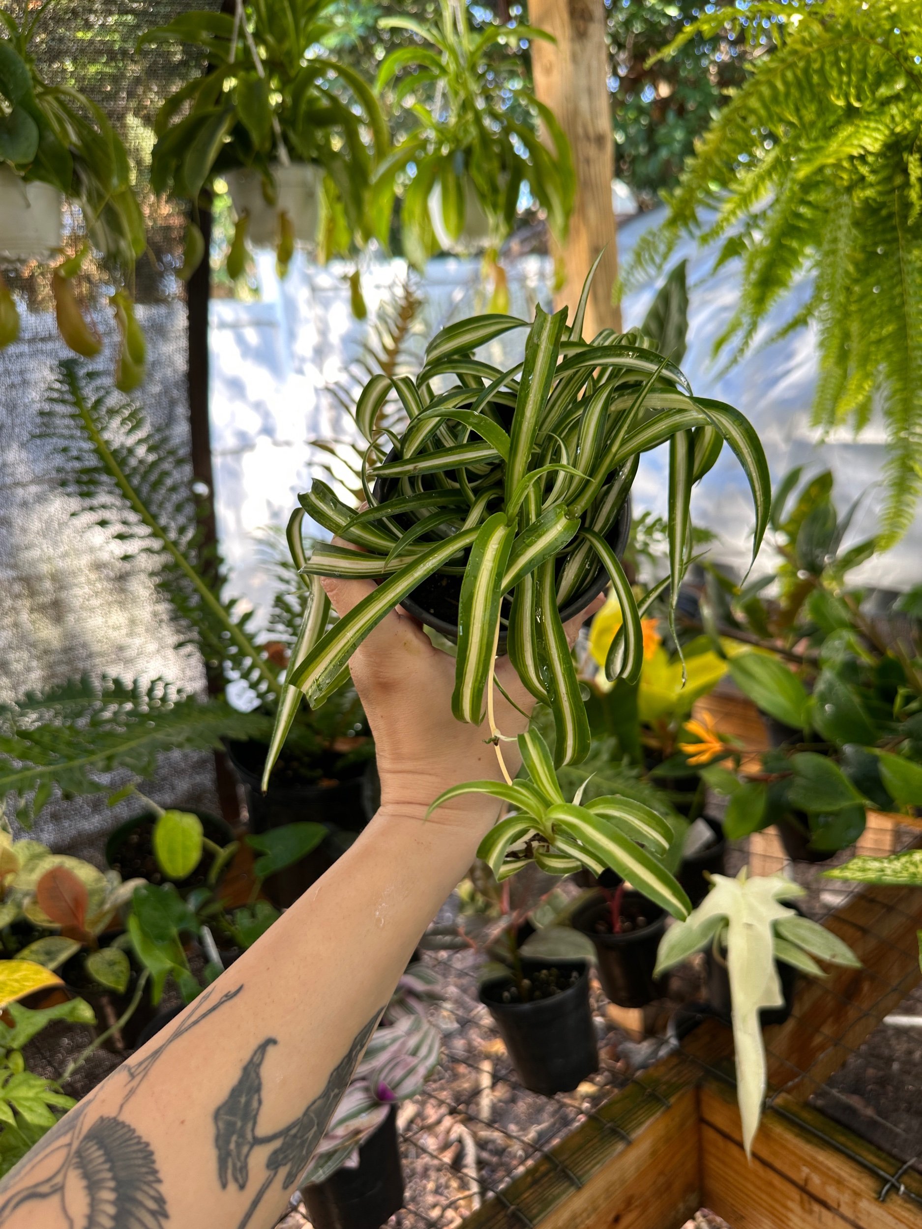 Variegated Curly Spider Plant “Bonnie”