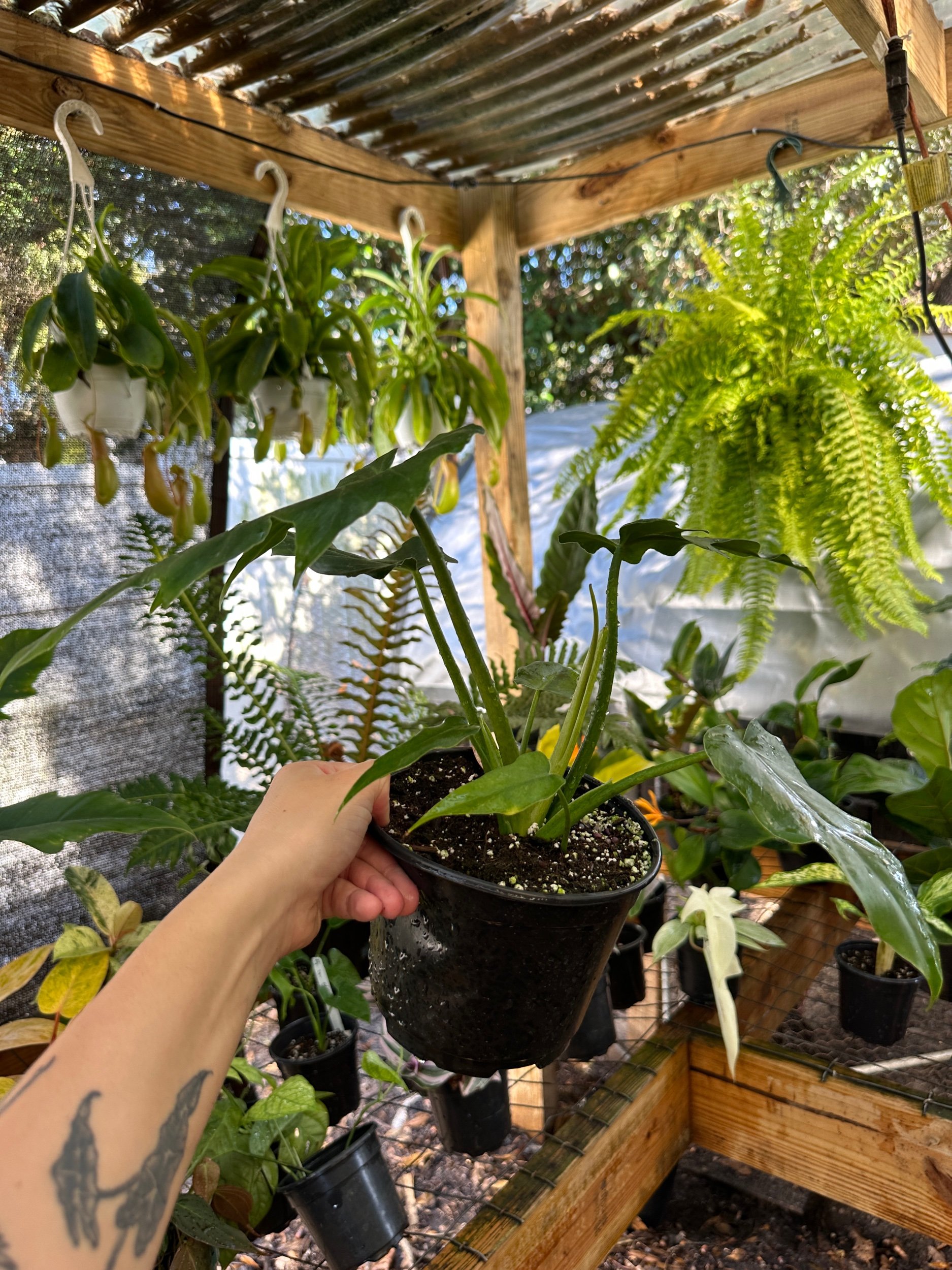 Philodendron Radiatum