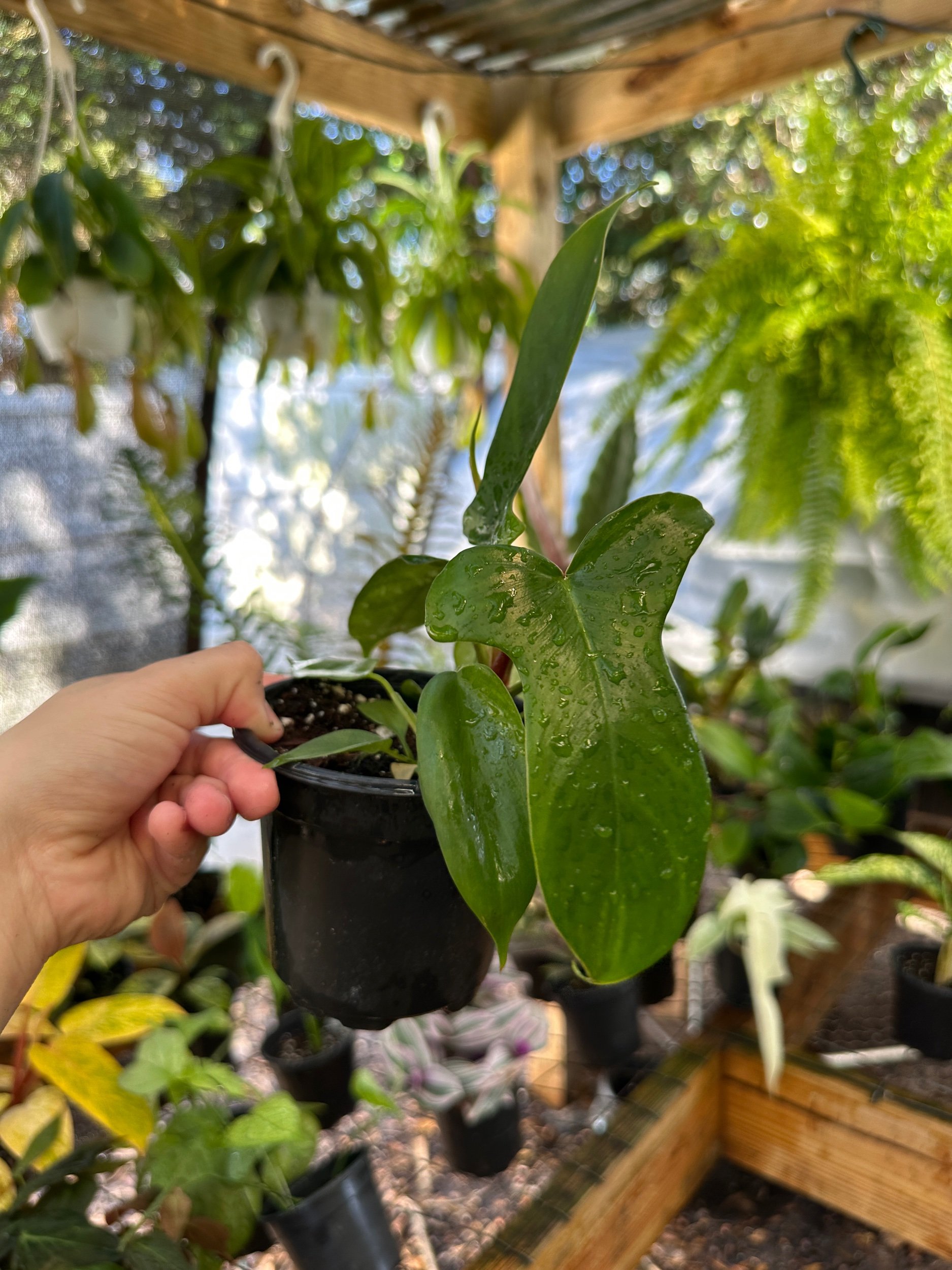 Philodendron Florida Green