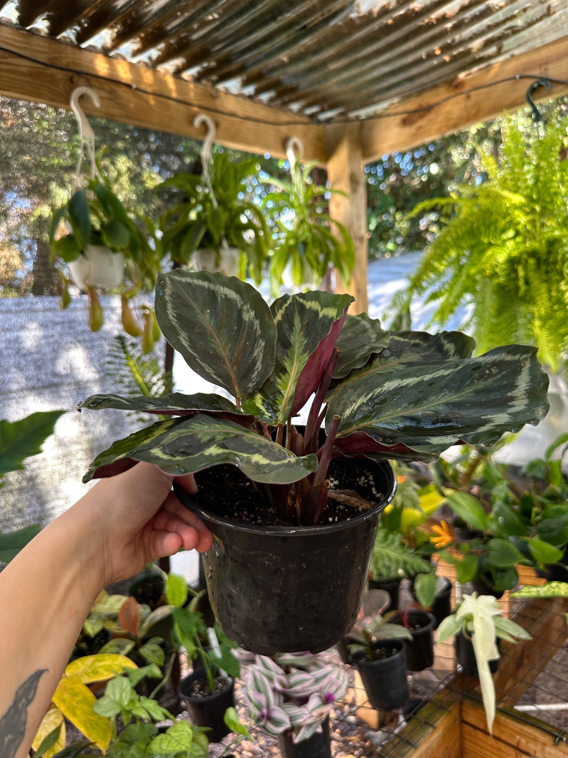 Calathea Medallion