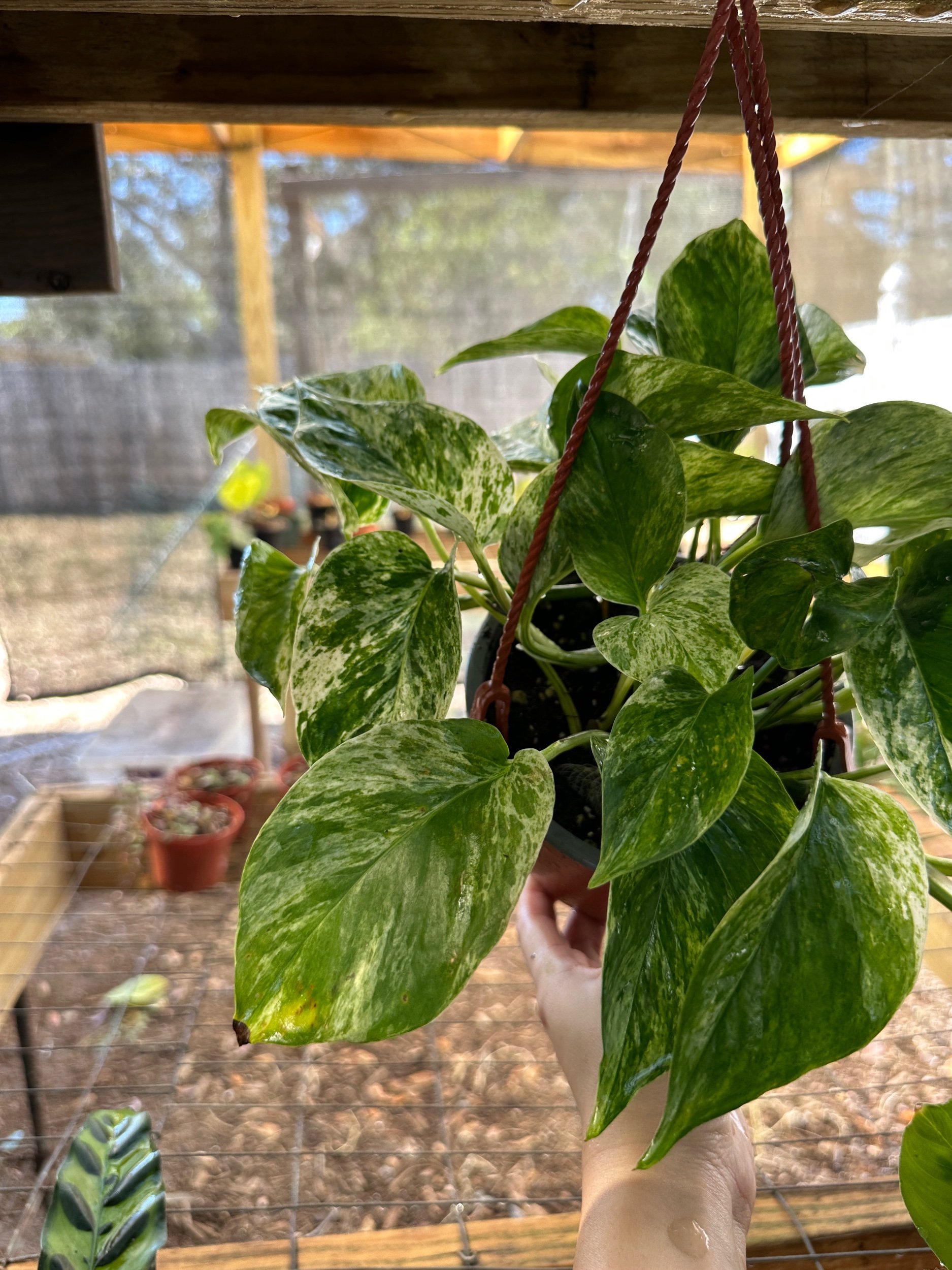 Marble Queen Pothos