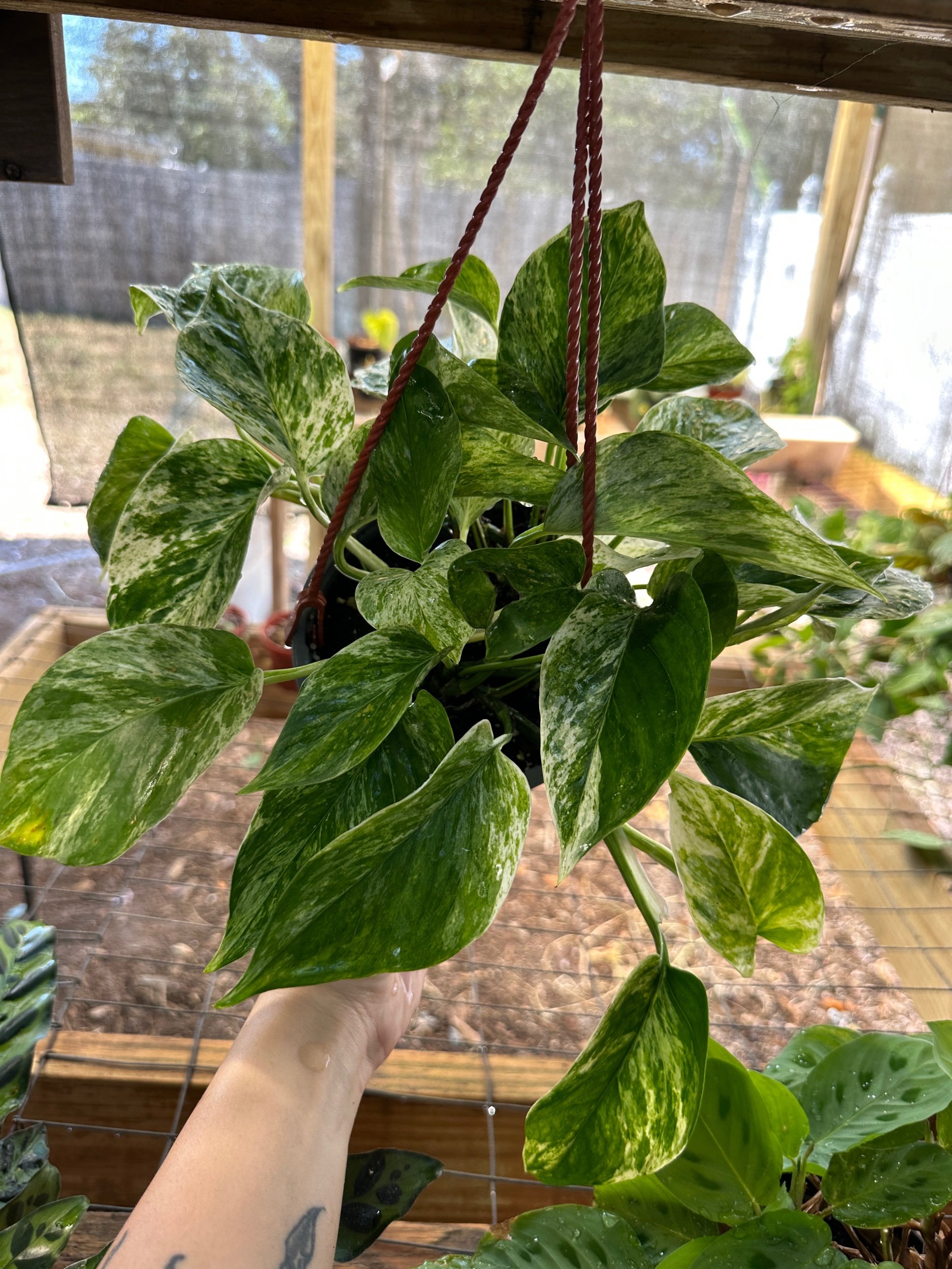 Marble Queen Pothos