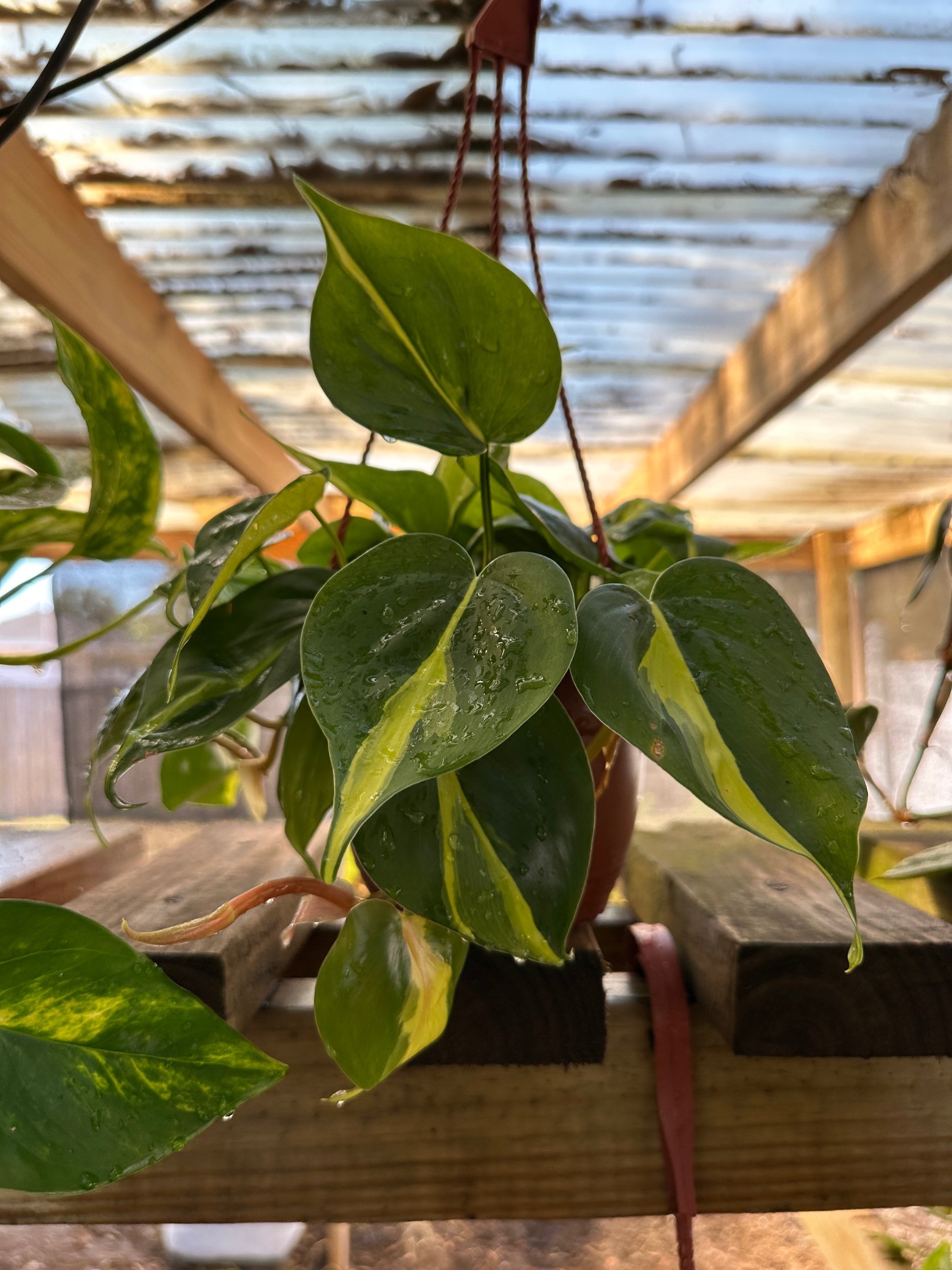 Philodendron Brasil