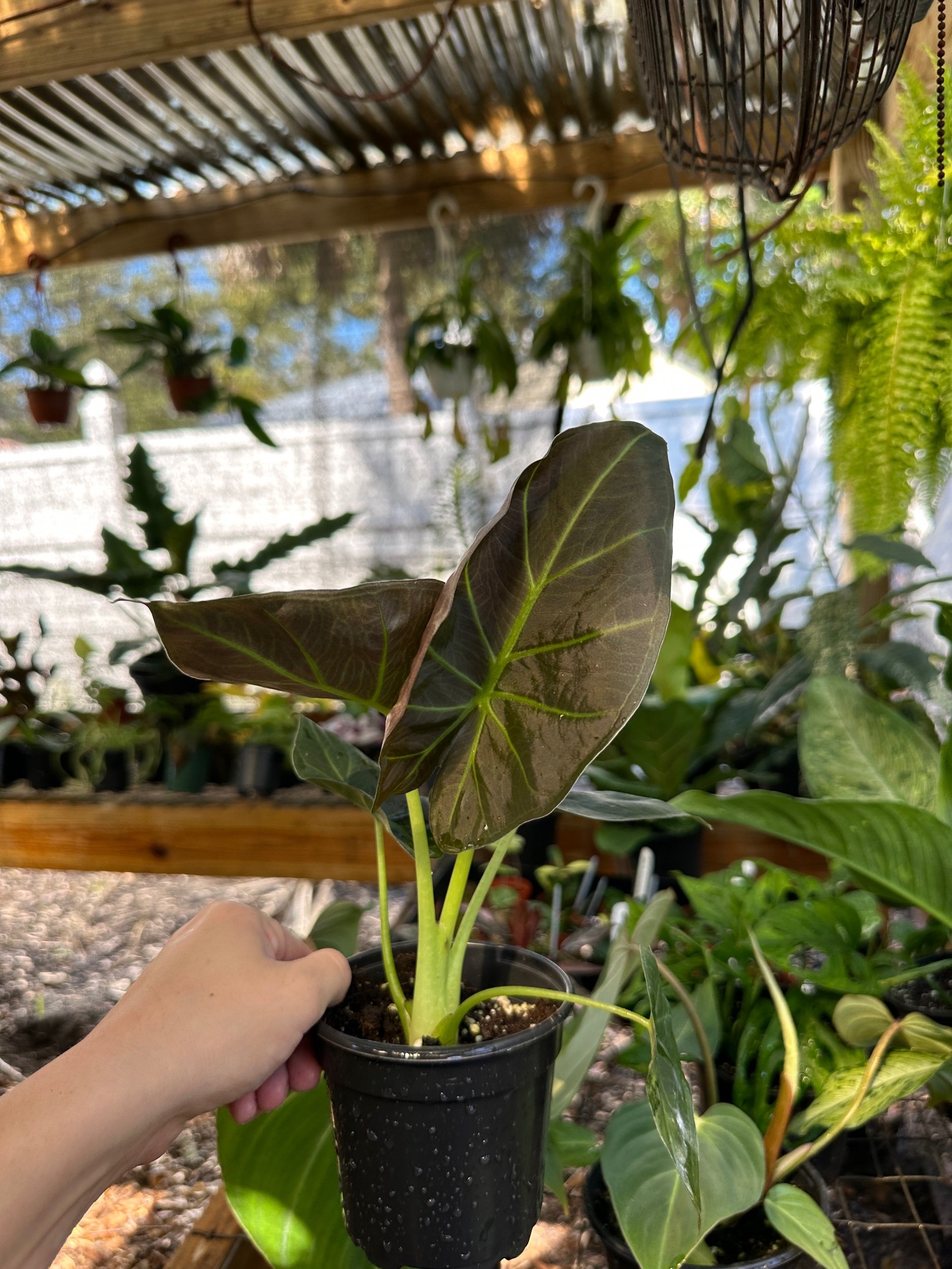 Alocasia Regal Shield
