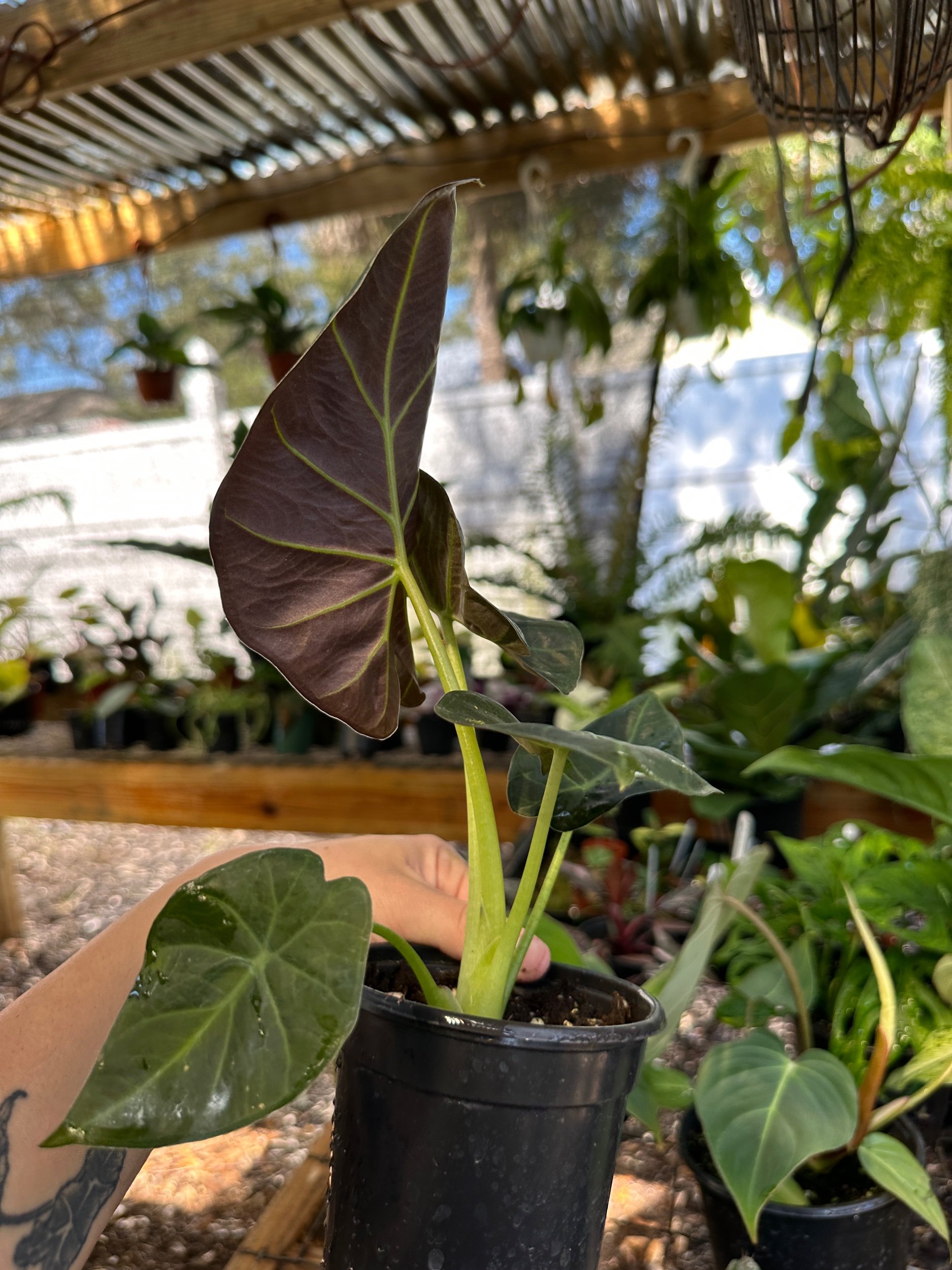 Alocasia Regal Shield