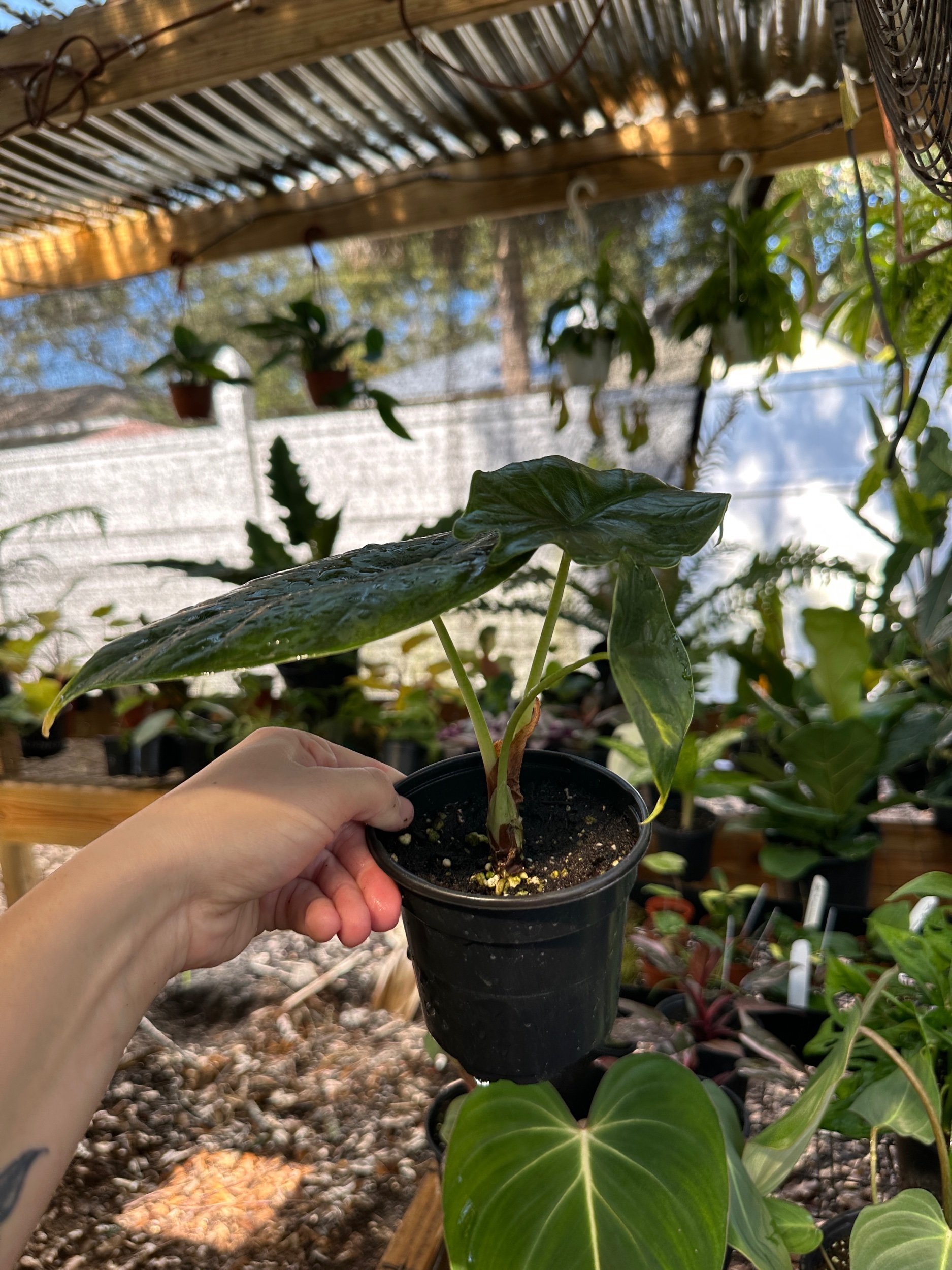 Alocasia Green Unicorn