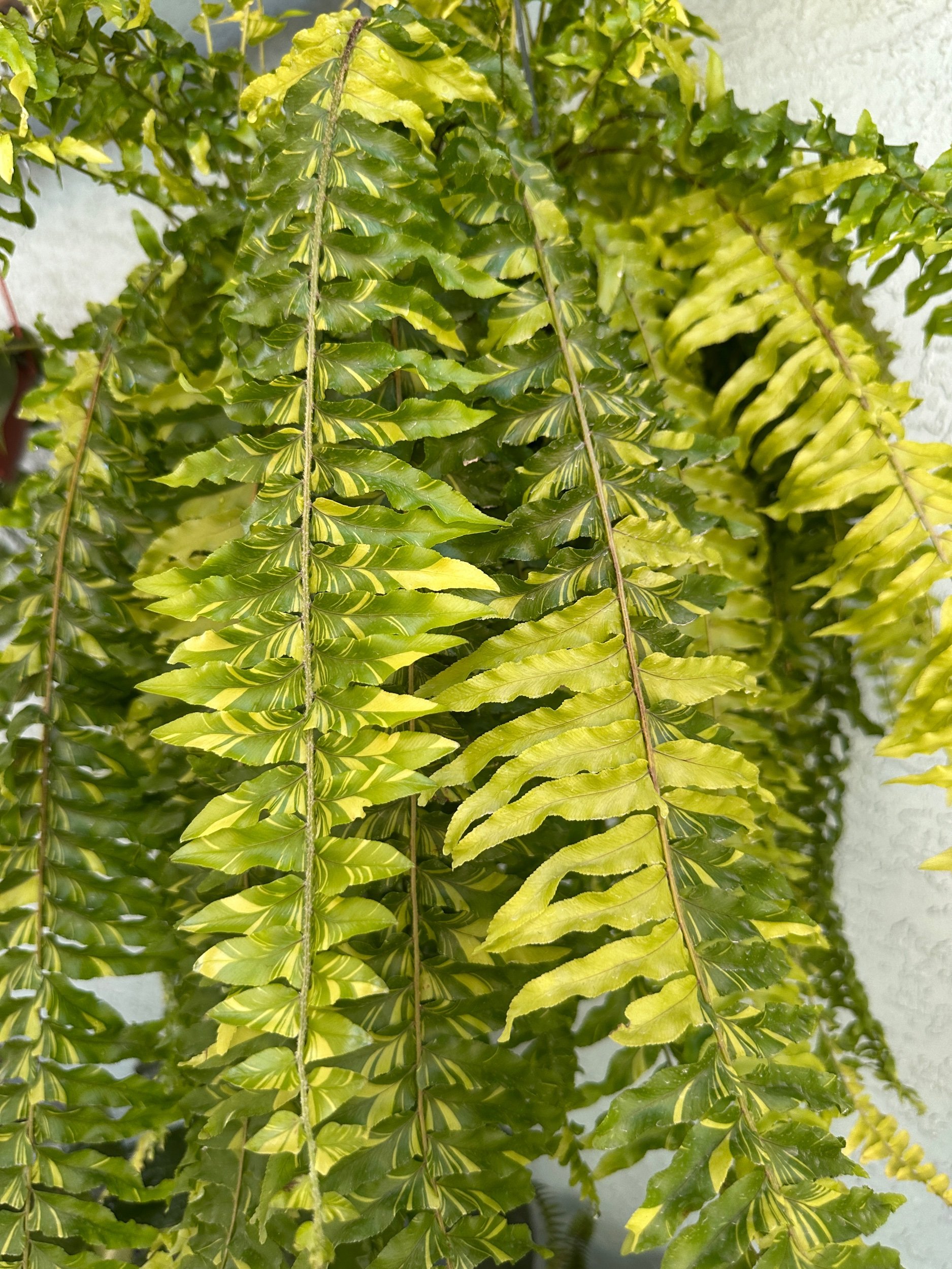 Tiger Stripe Boston Fern