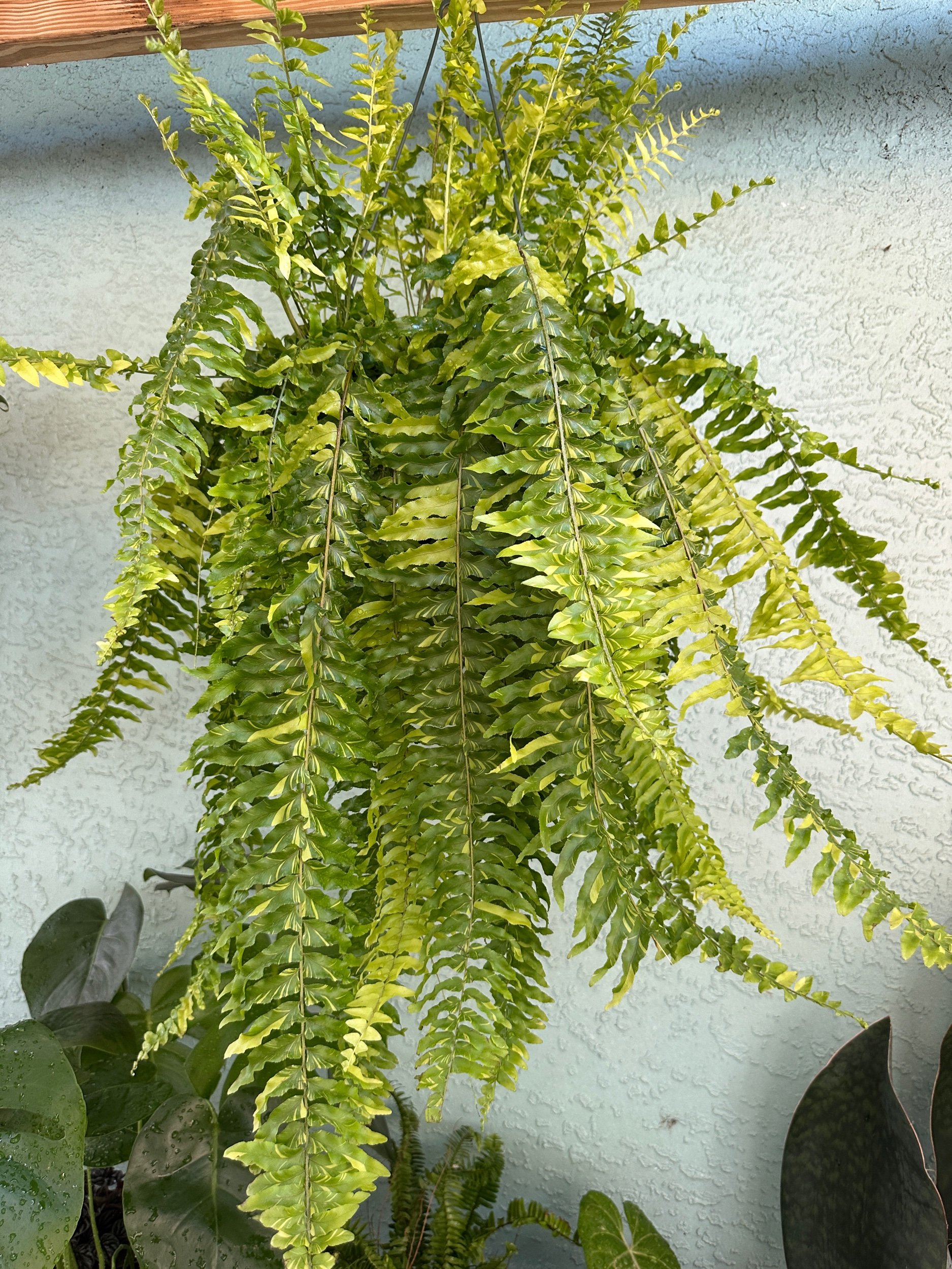 Tiger Stripe Boston Fern