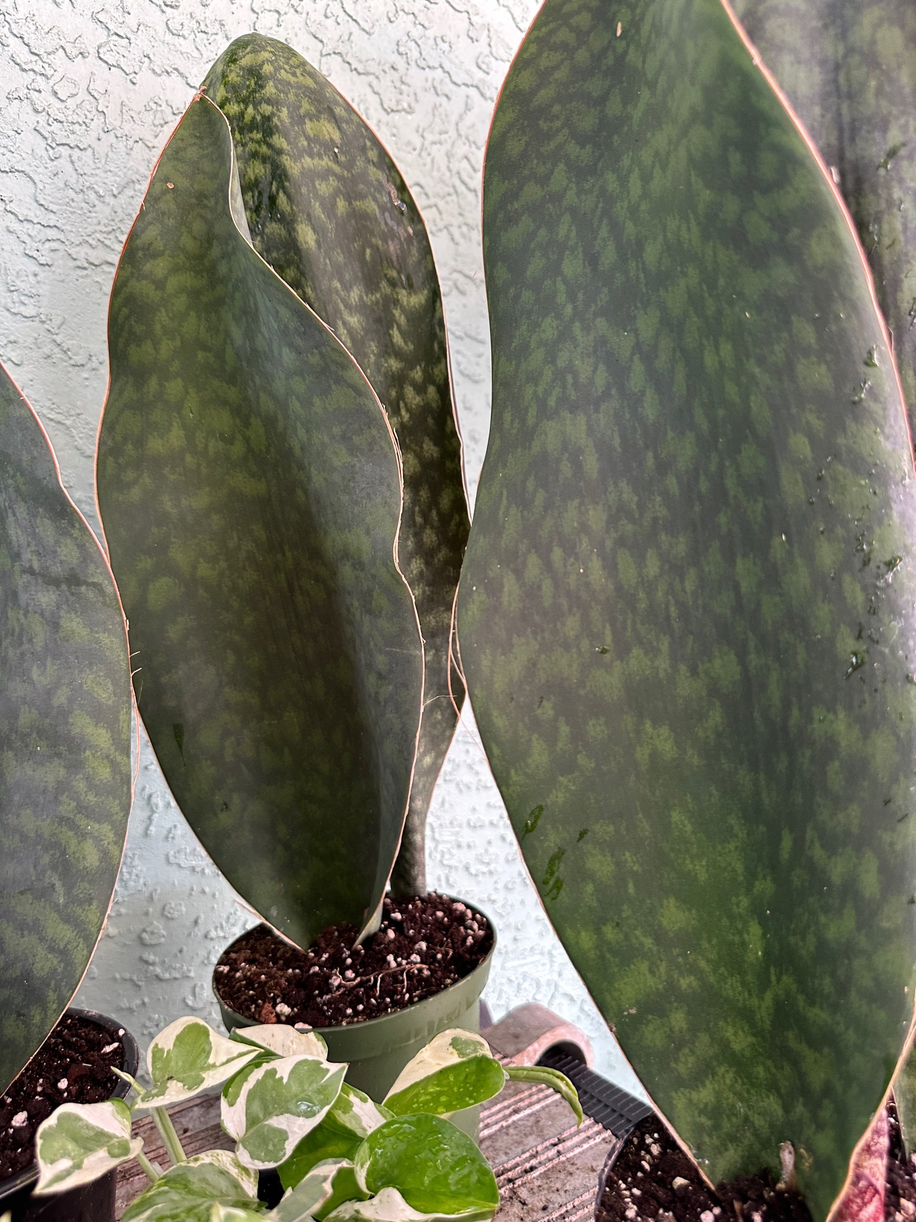 Sansevieria Whale Fin