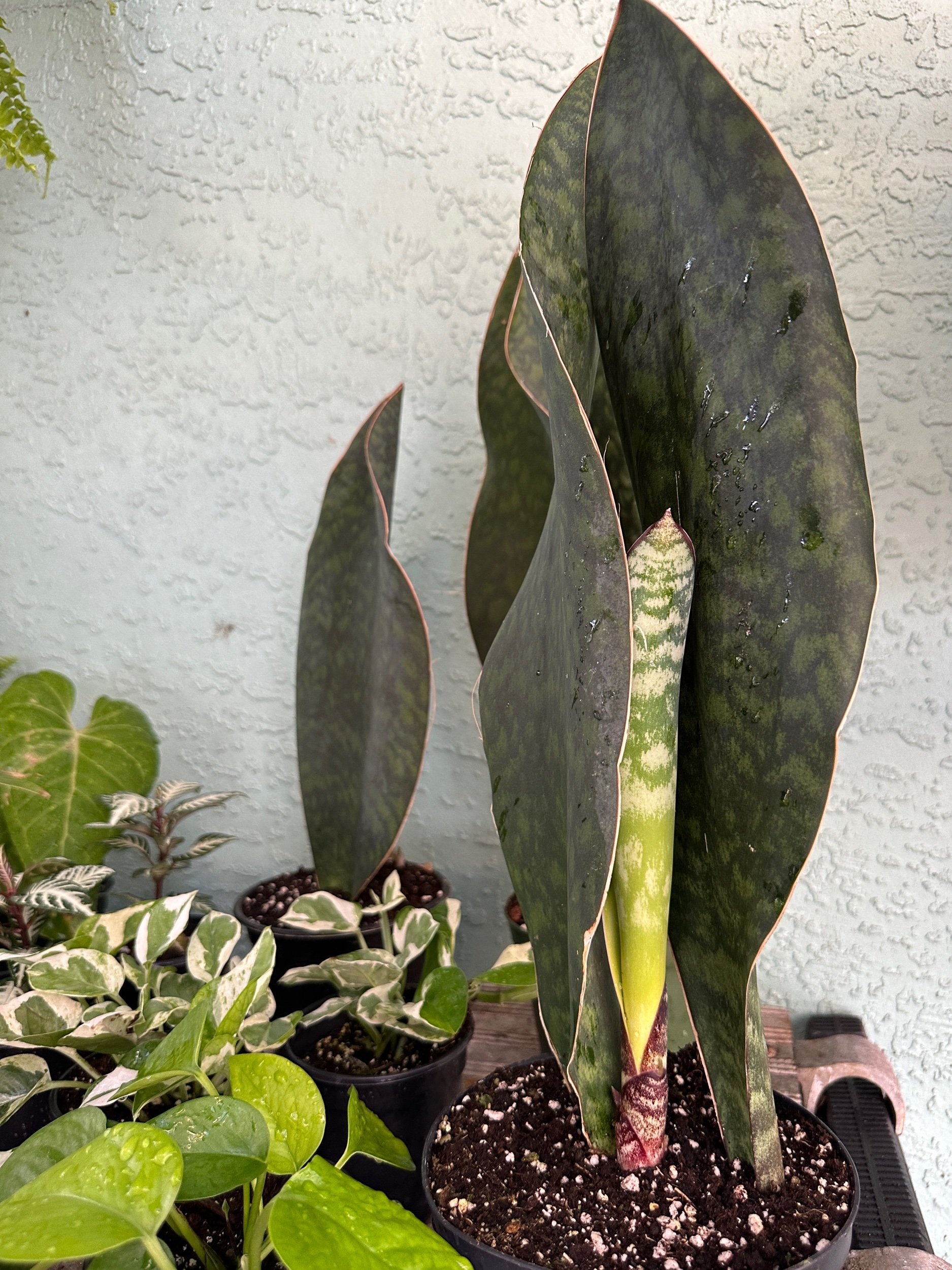 Sansevieria Whale Fin