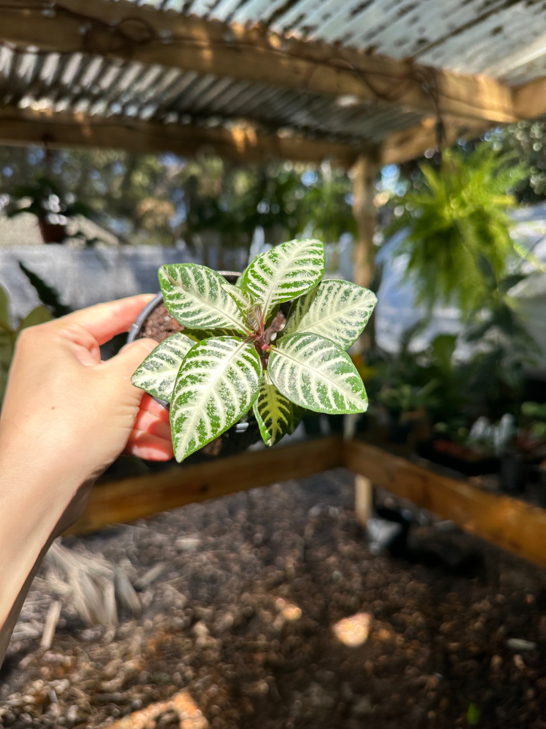 Aphelandra Zebra (Zebra Plant)