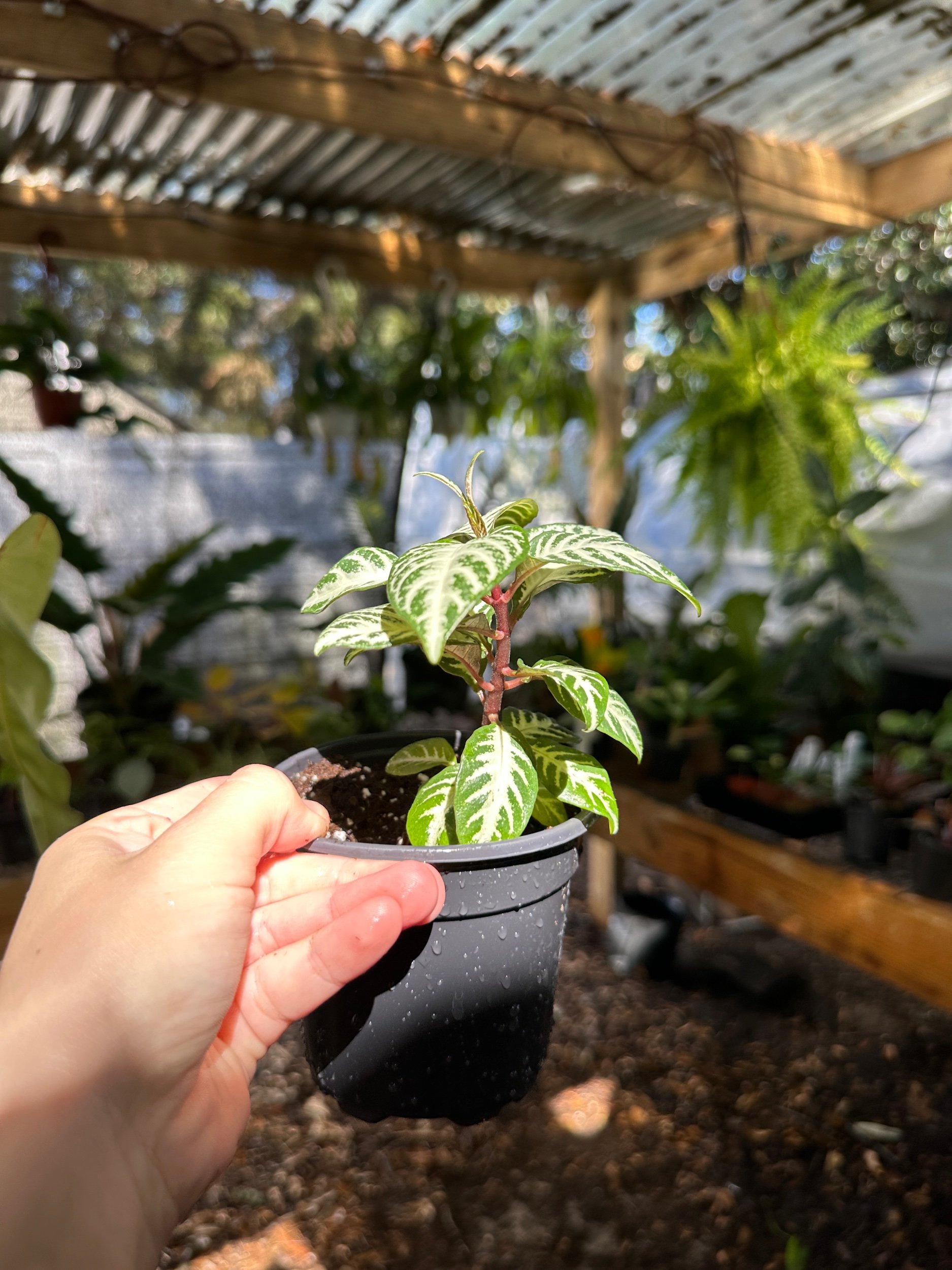 Aphelandra Zebra (Zebra Plant)