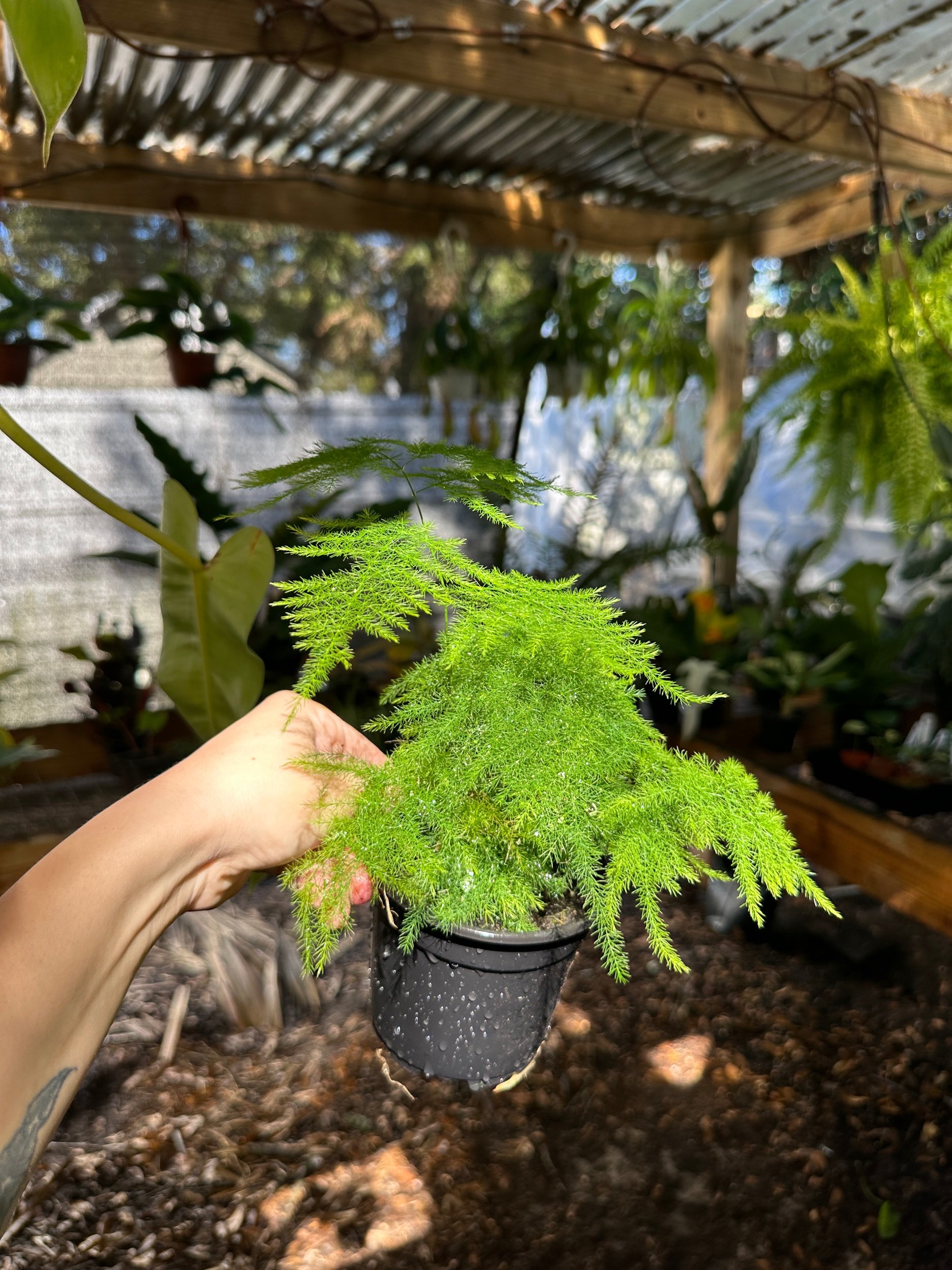 Plumosus Asparagus Fern