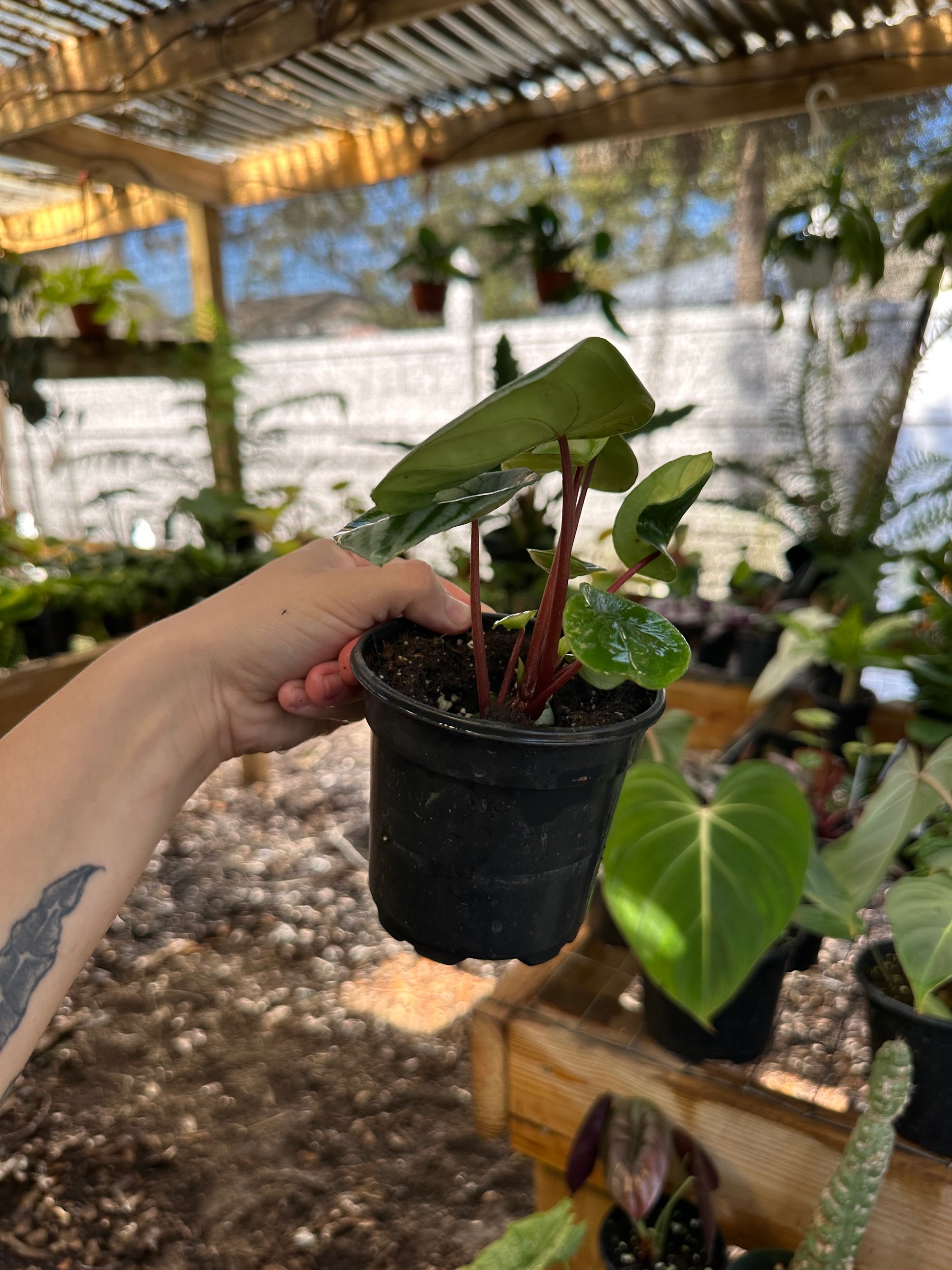 Watermelon Peperomia
