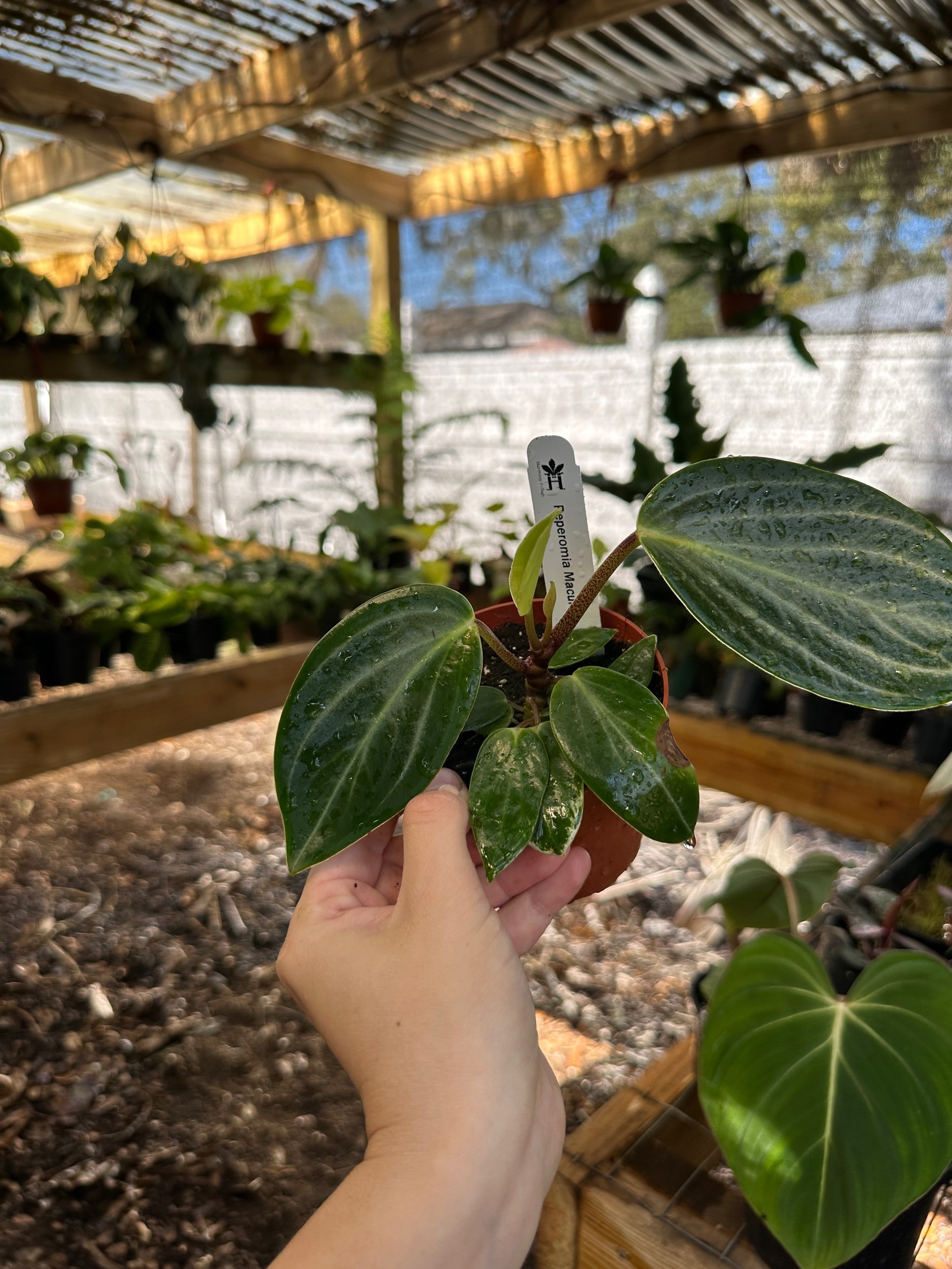Peperomia Maculosa