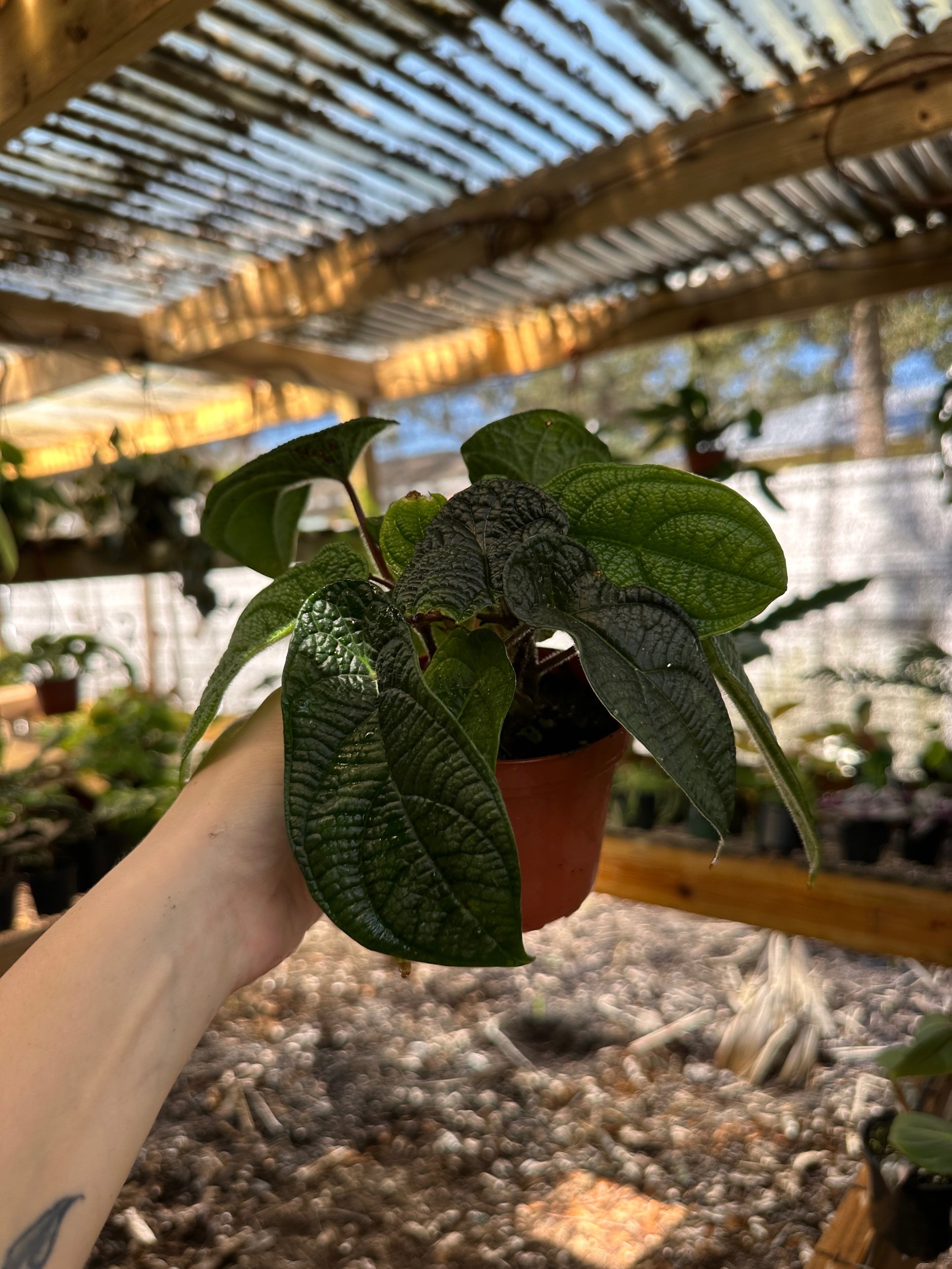 Piper Parmatum