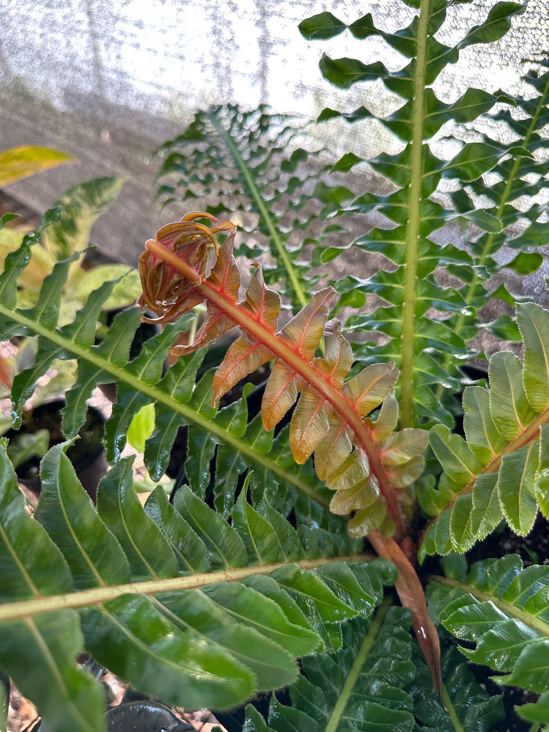 Brazilian Treefern
