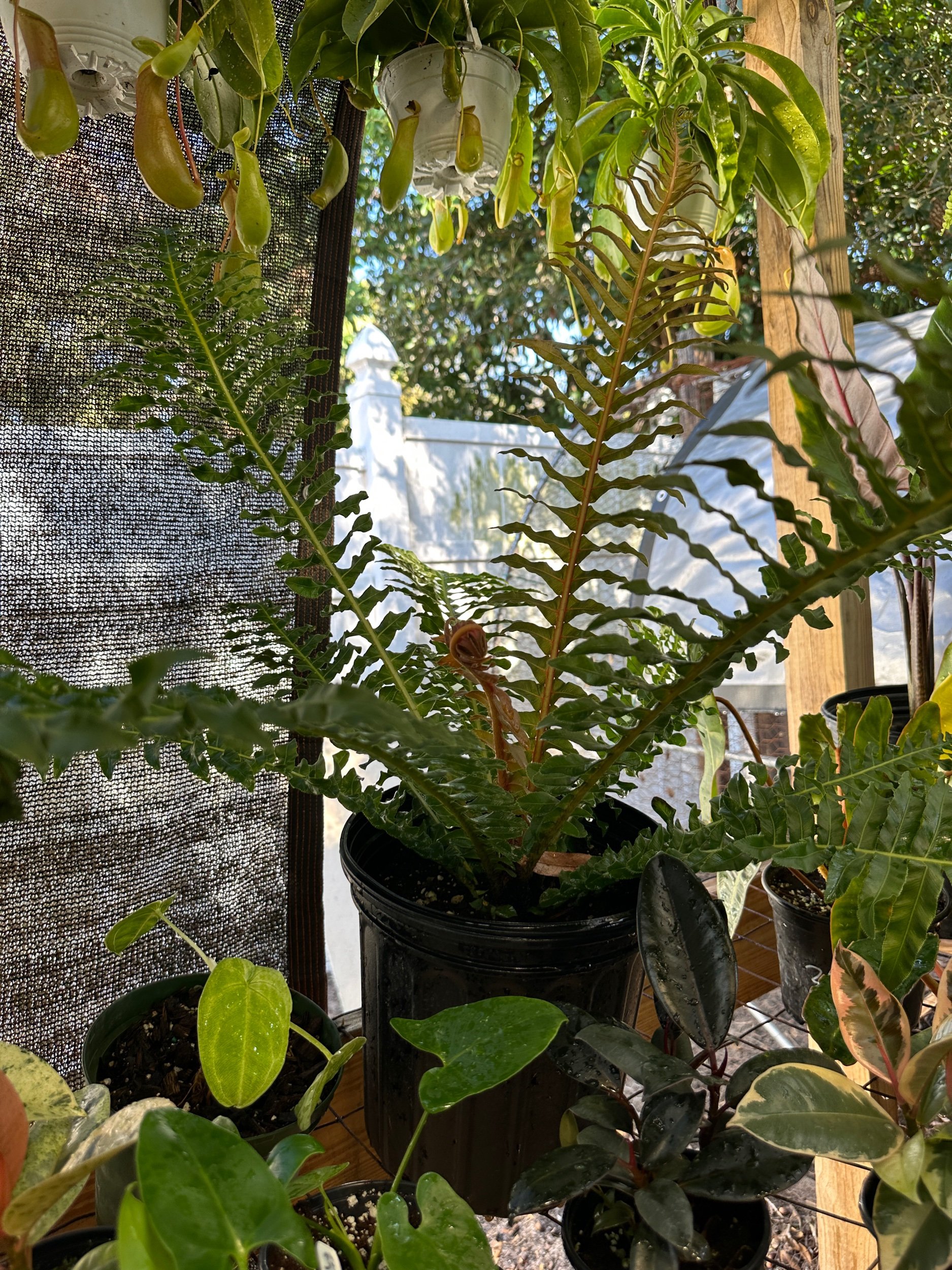 Brazilian Treefern