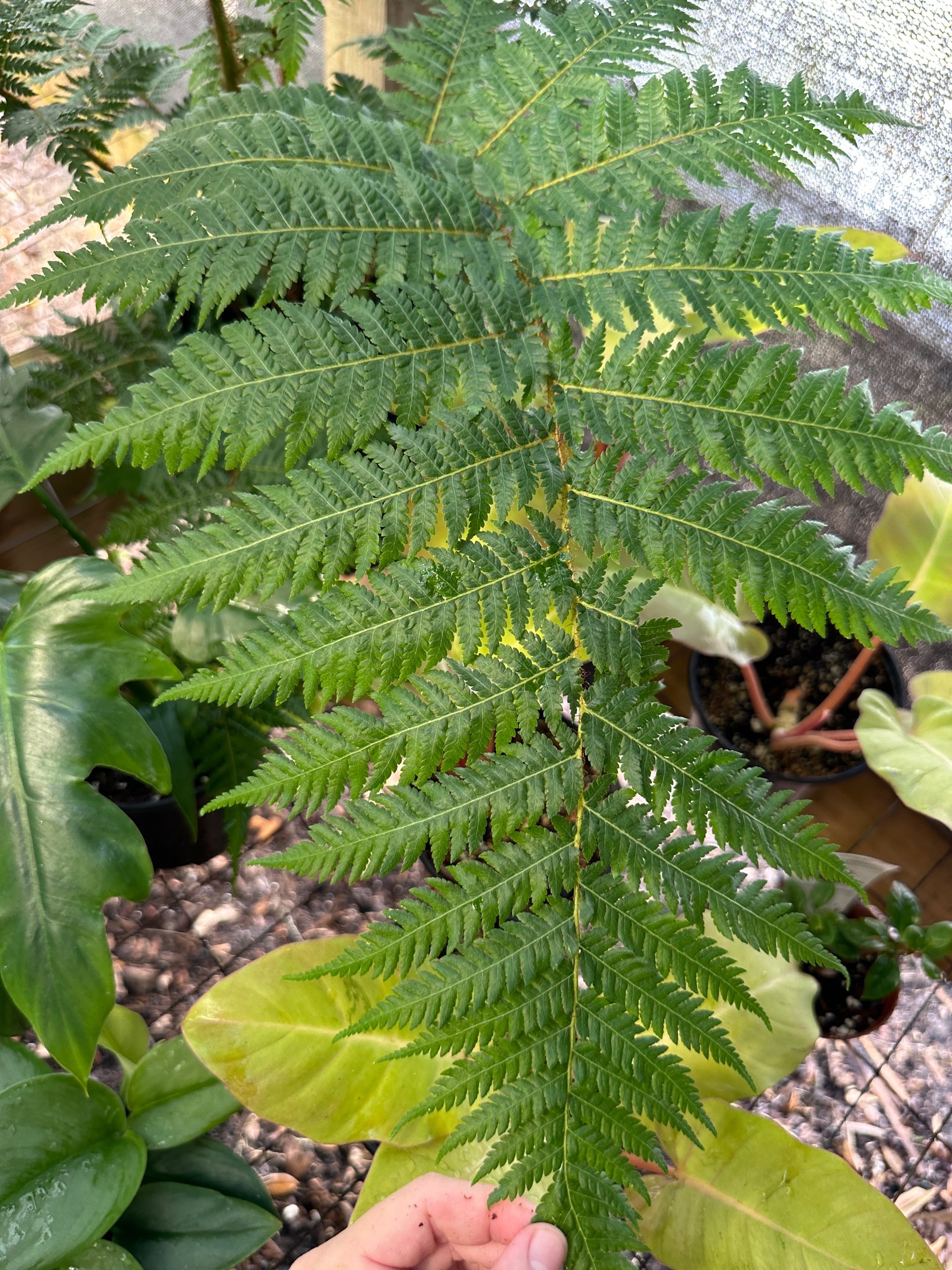 Australian Tree Fern