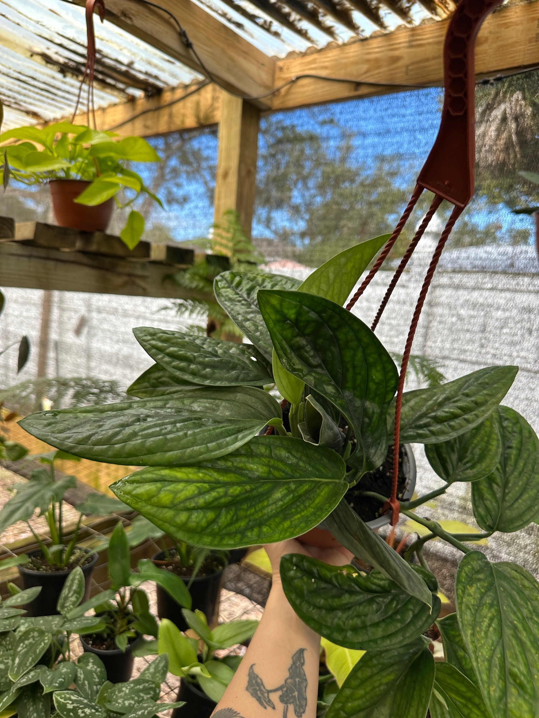 Monstera Peru