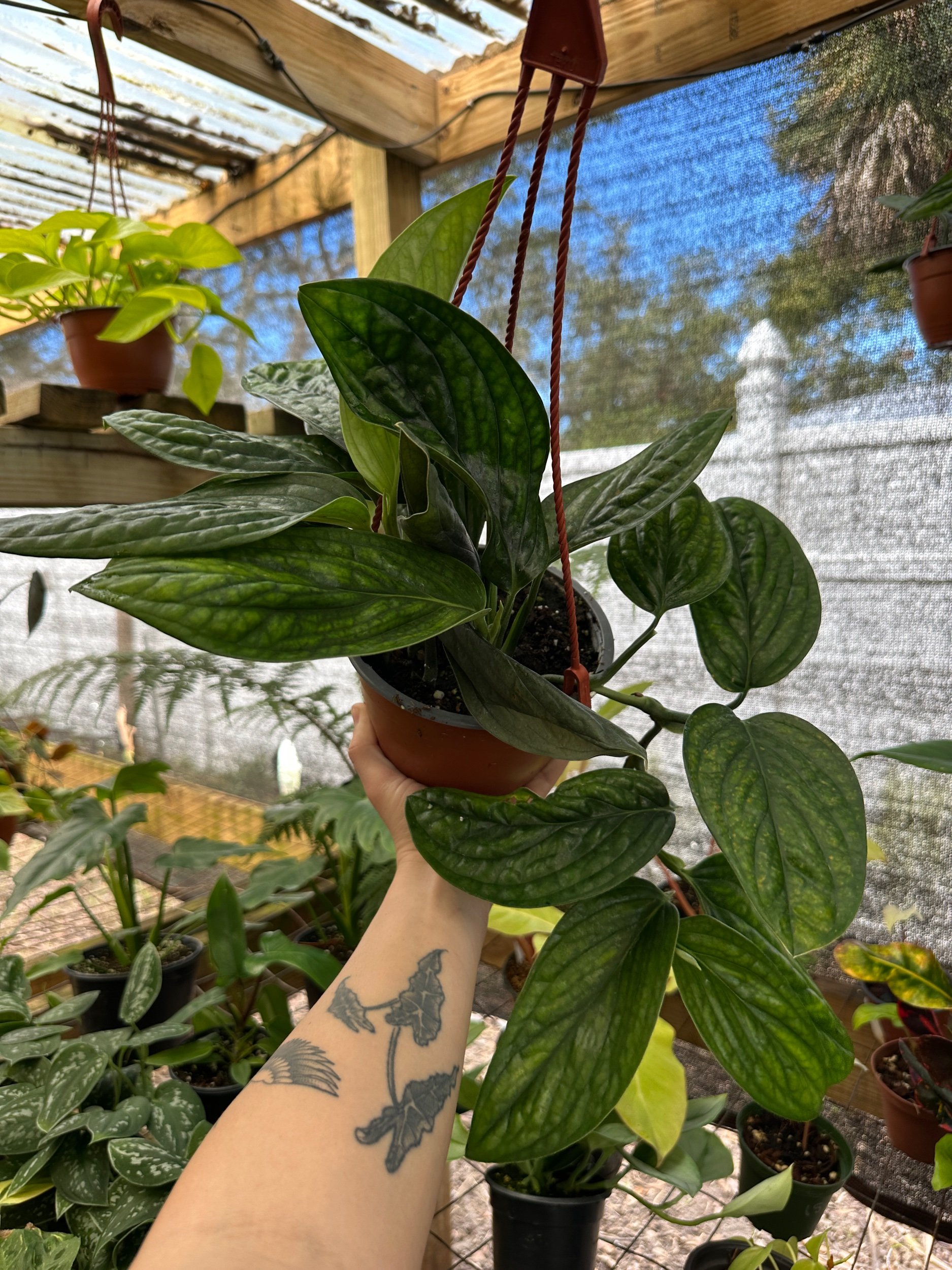 Monstera Peru