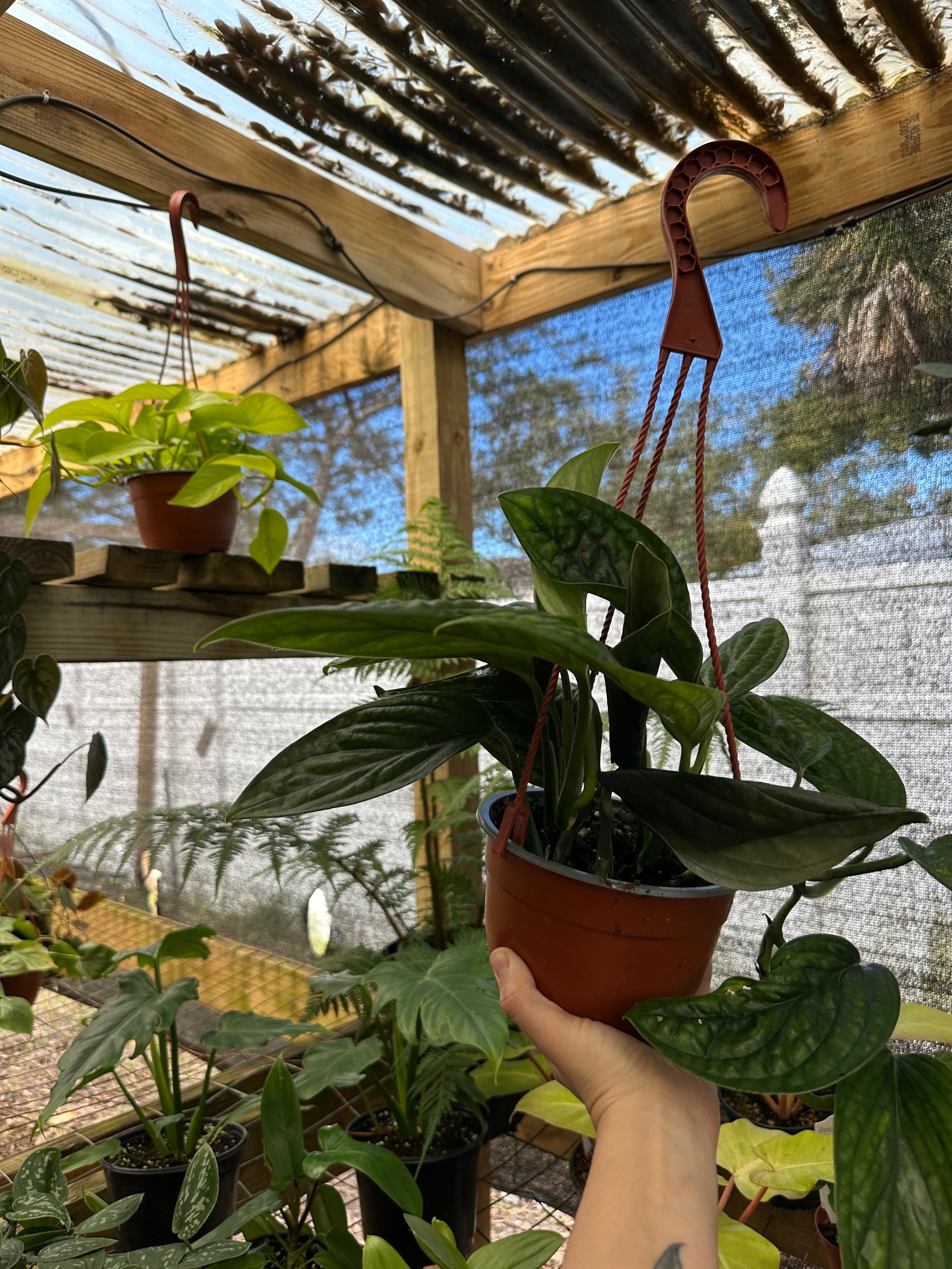 Monstera Peru