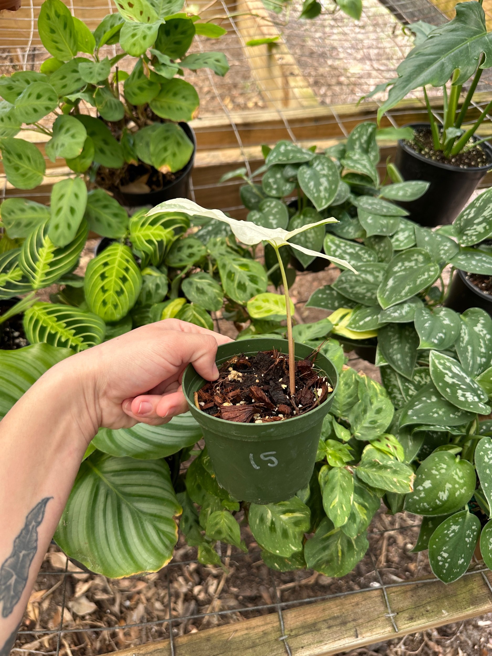 Syngonium Albo
