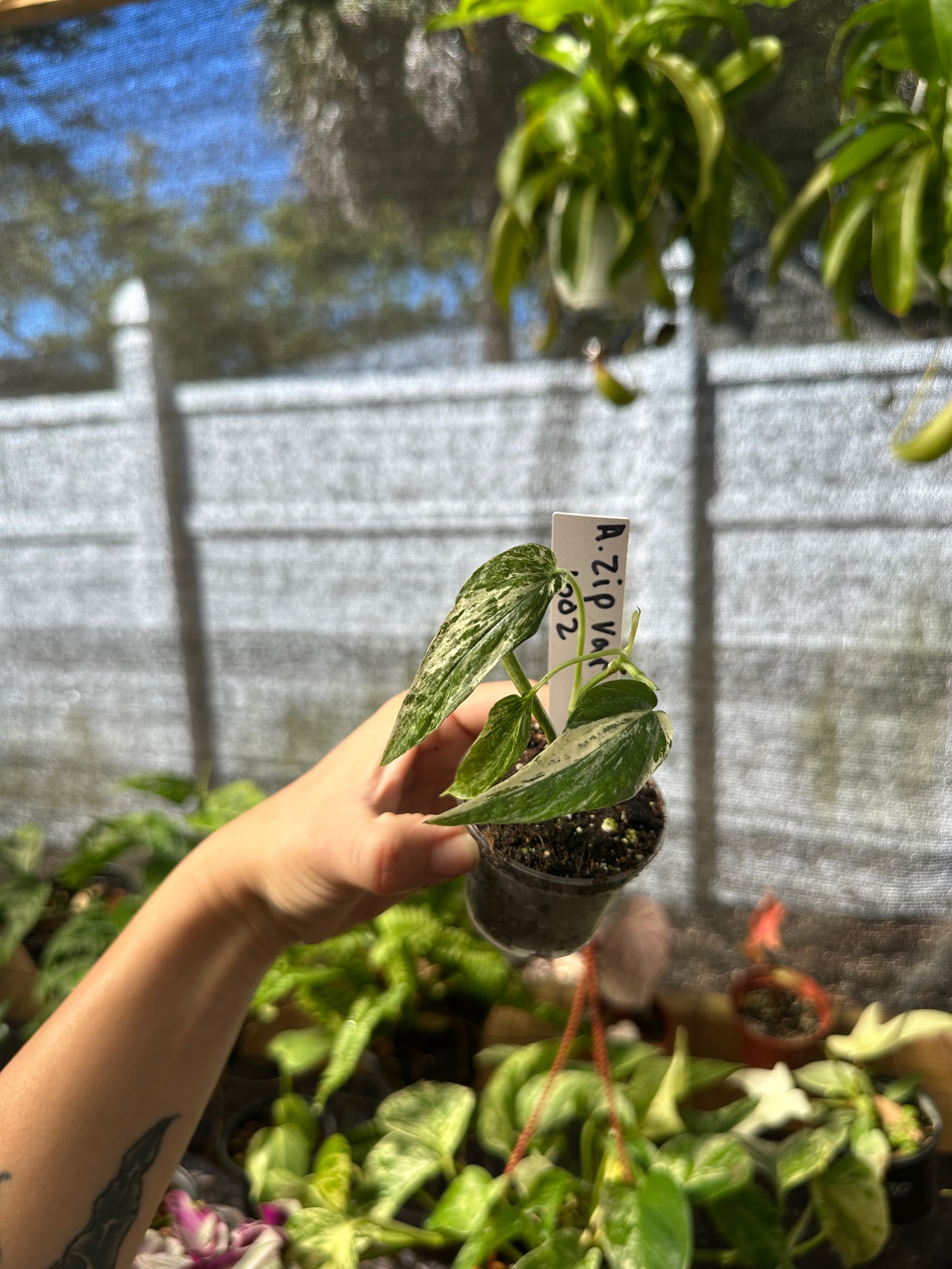 Amydrium Zippelianum Variegated