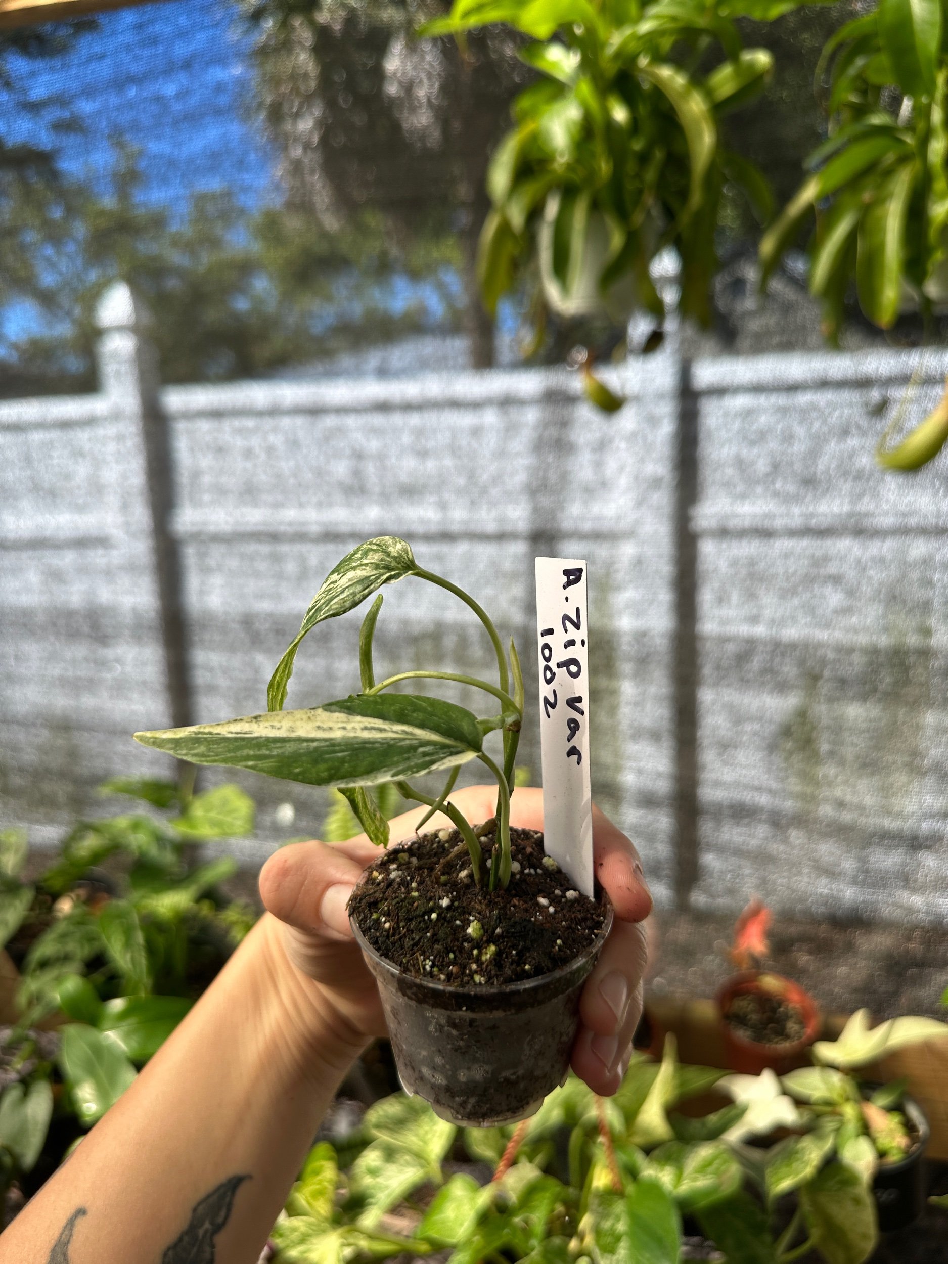 Amydrium Zippelianum Variegated
