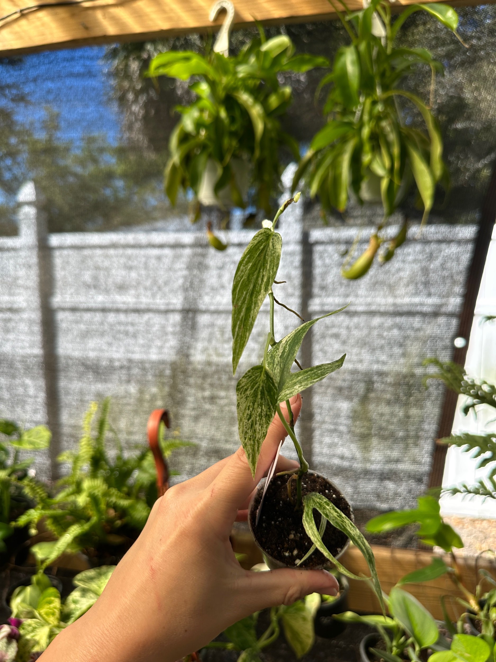 Amydrium Zippelianum Variegated