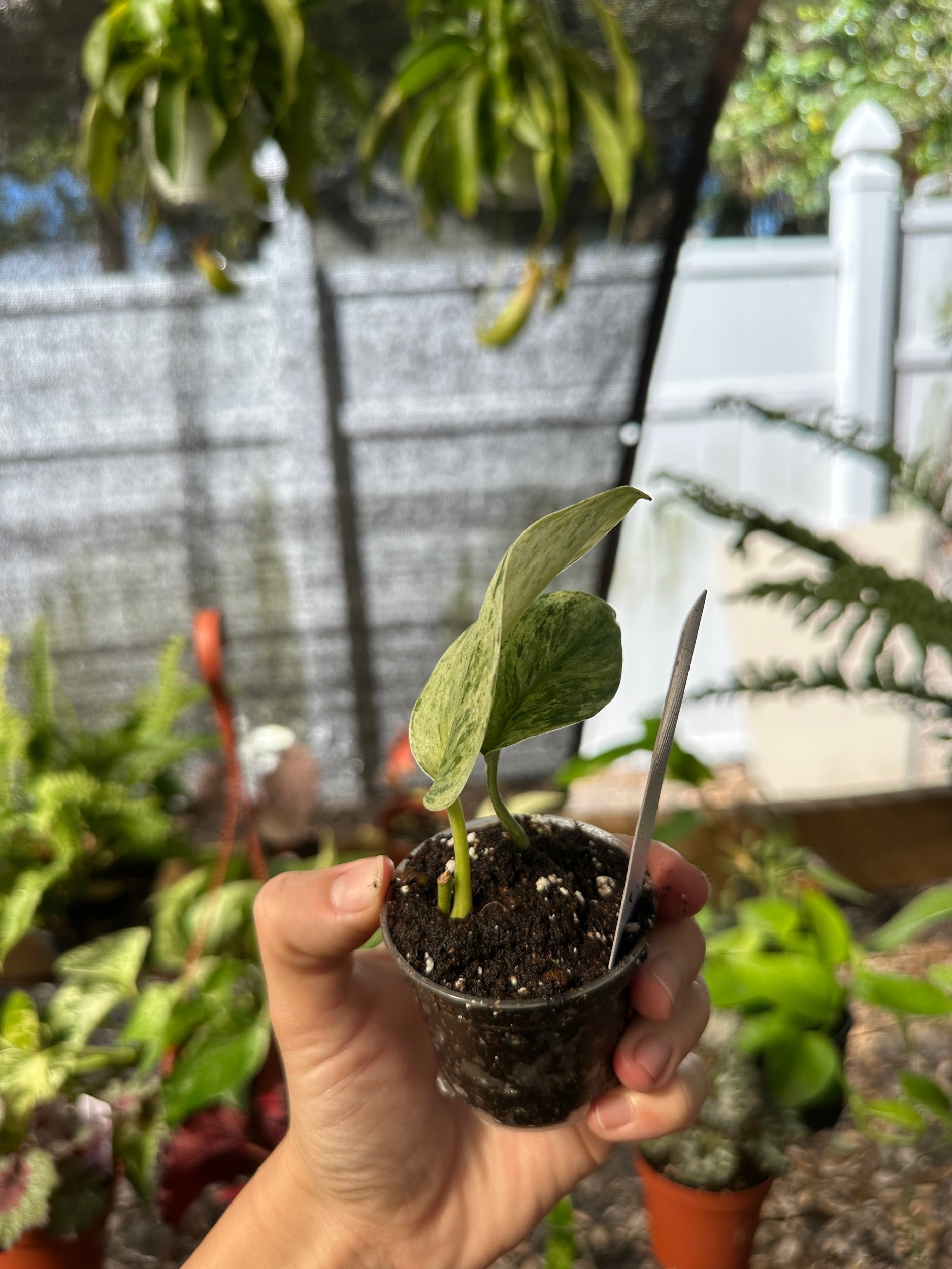 Scindapsus Jade Satin Marble