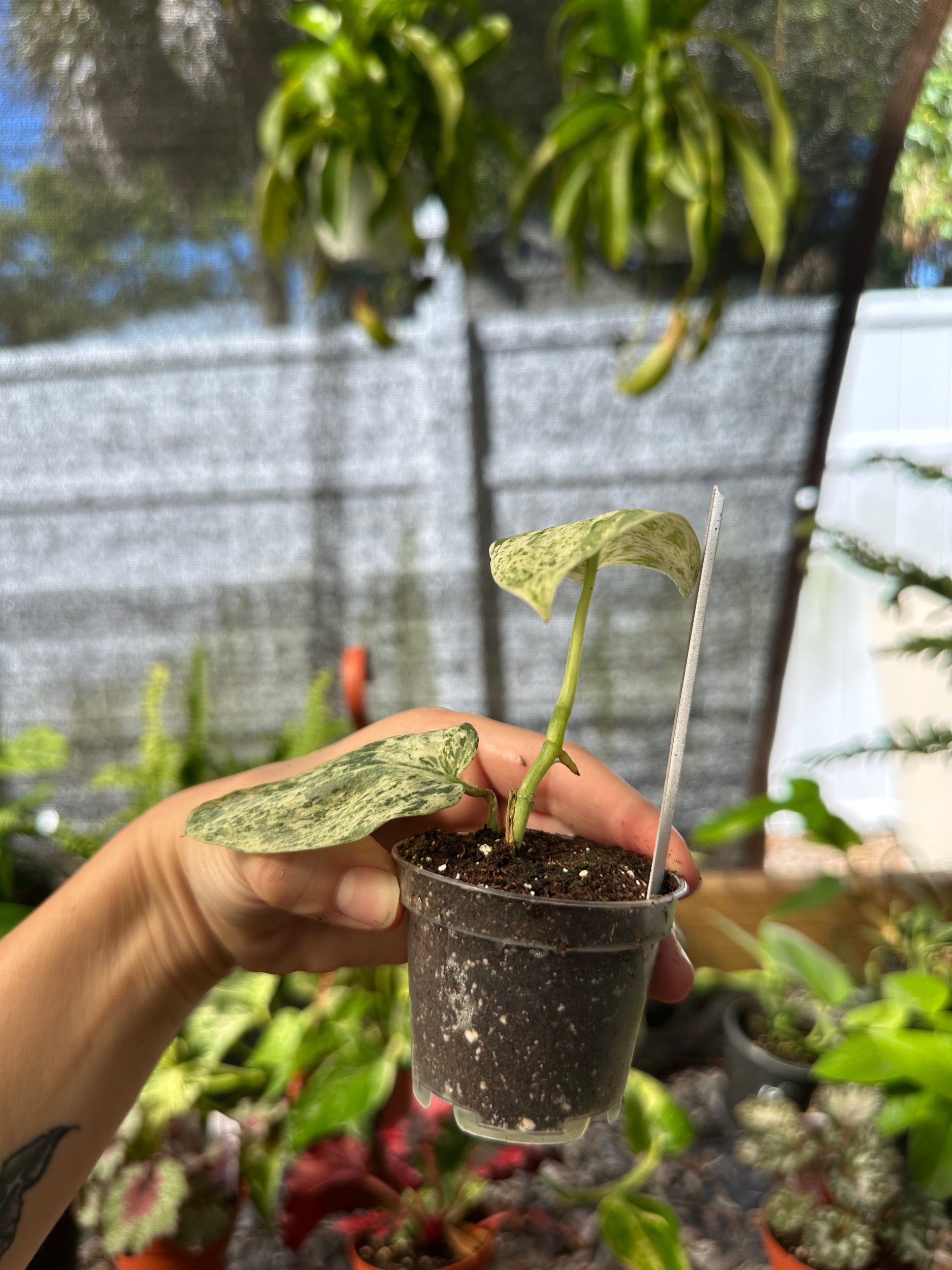 Scindapsus Jade Satin Marble