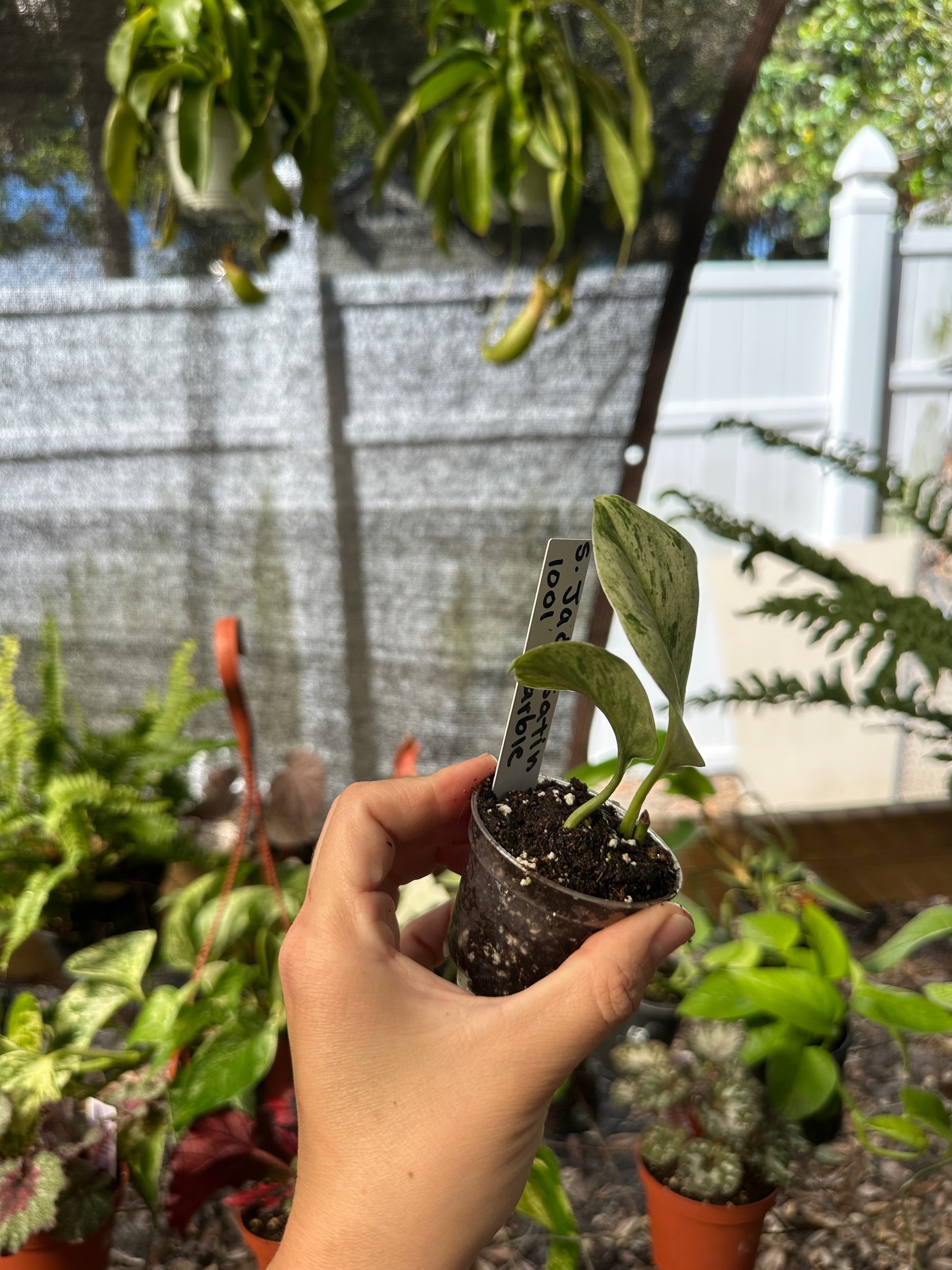 Scindapsus Jade Satin Marble