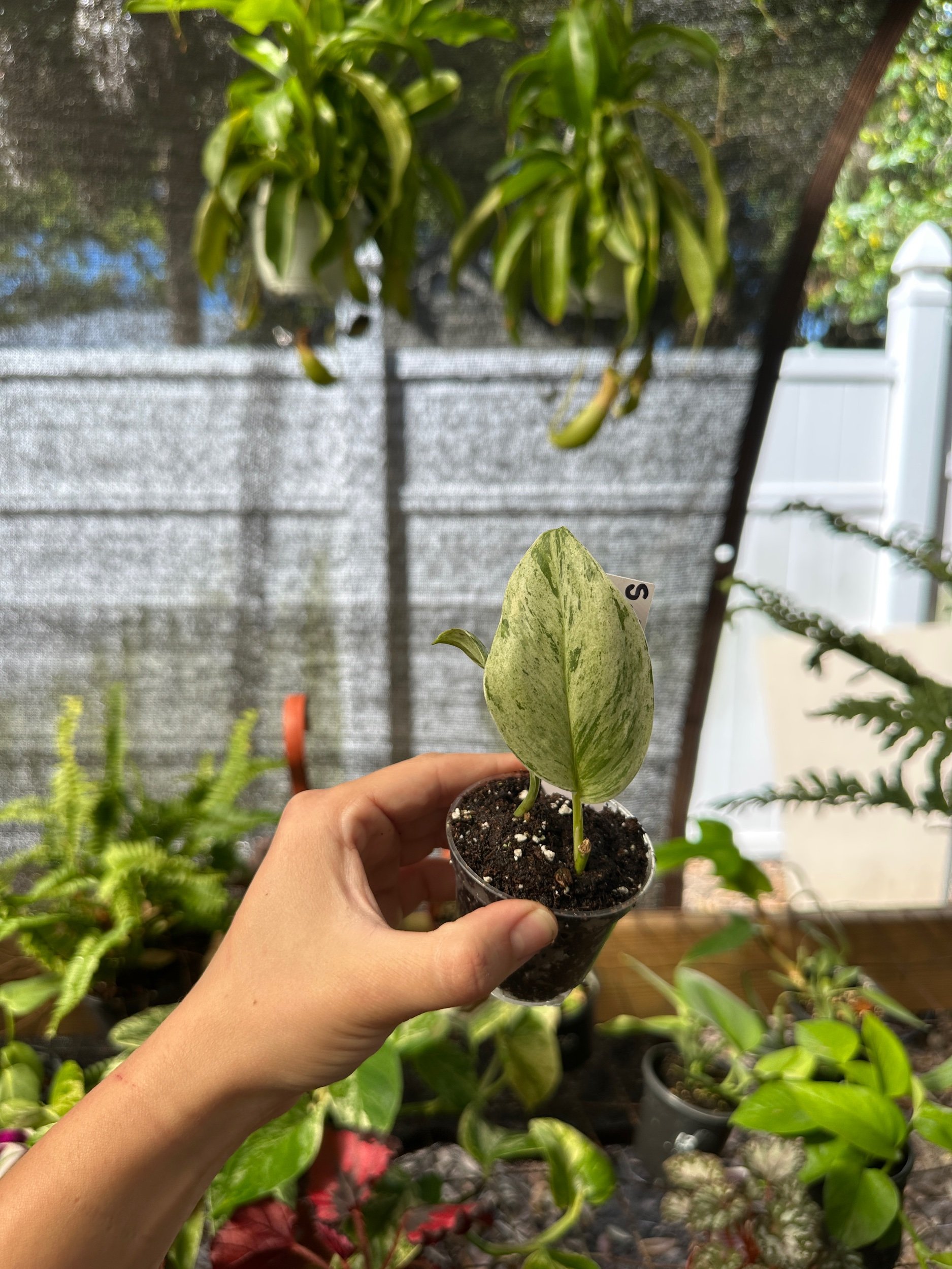 Scindapsus Jade Satin Marble