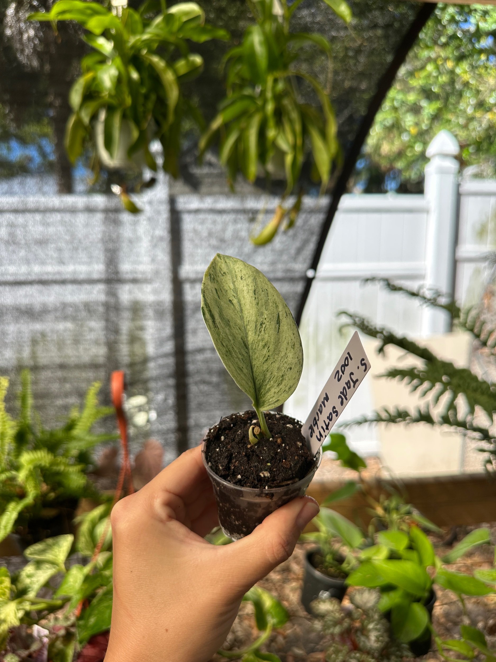 Scindapsus Jade Satin Marble