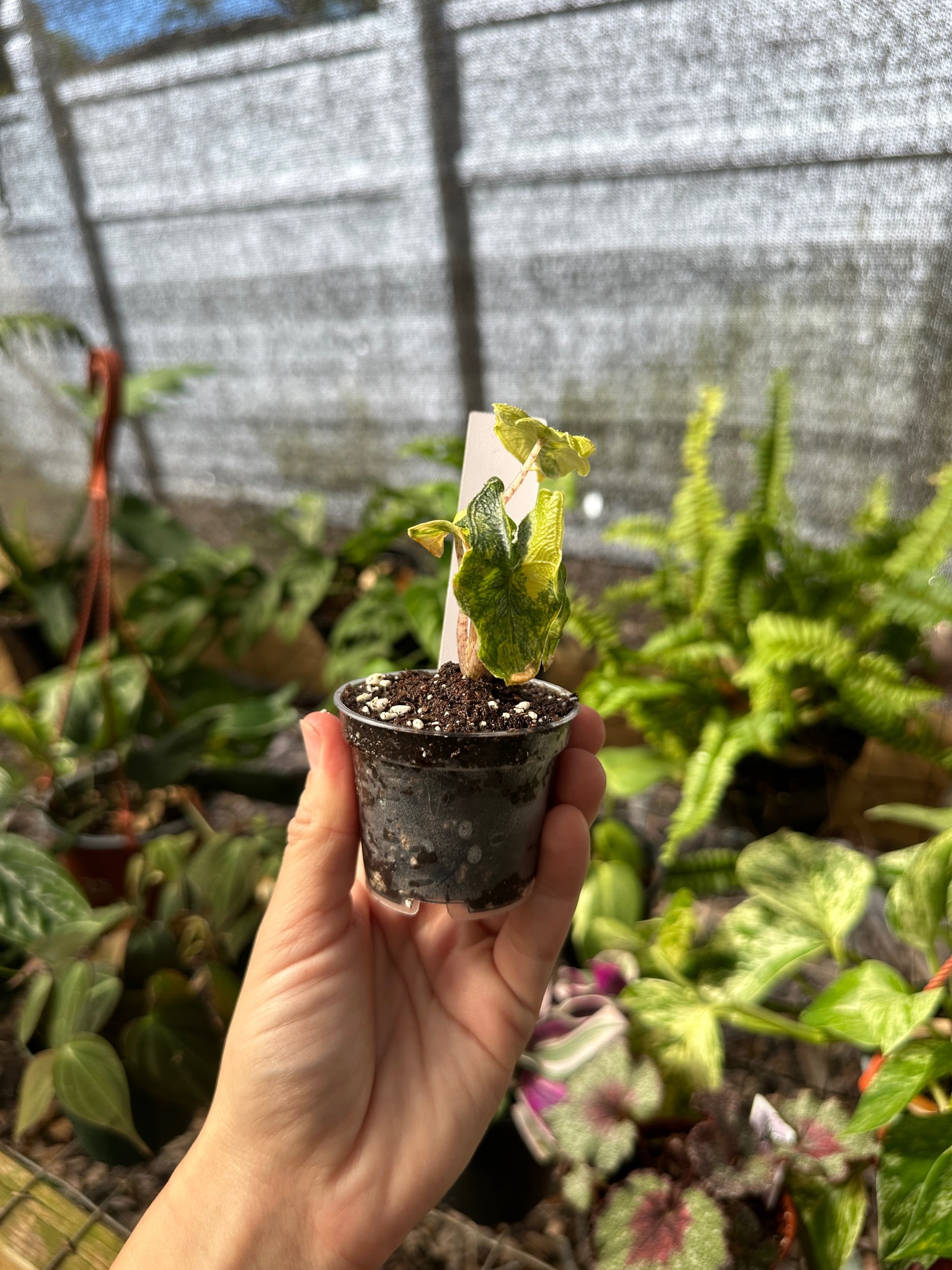 Alocasia Jacklyn Variegated