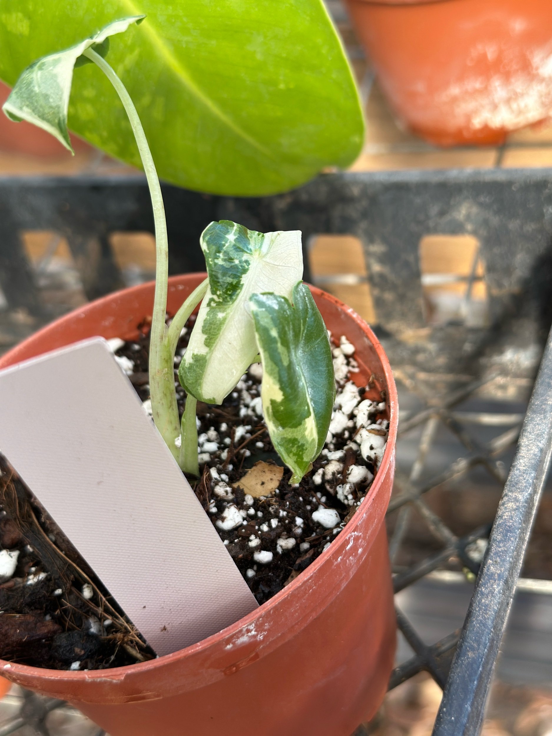 Alocasia Sarian Variegated