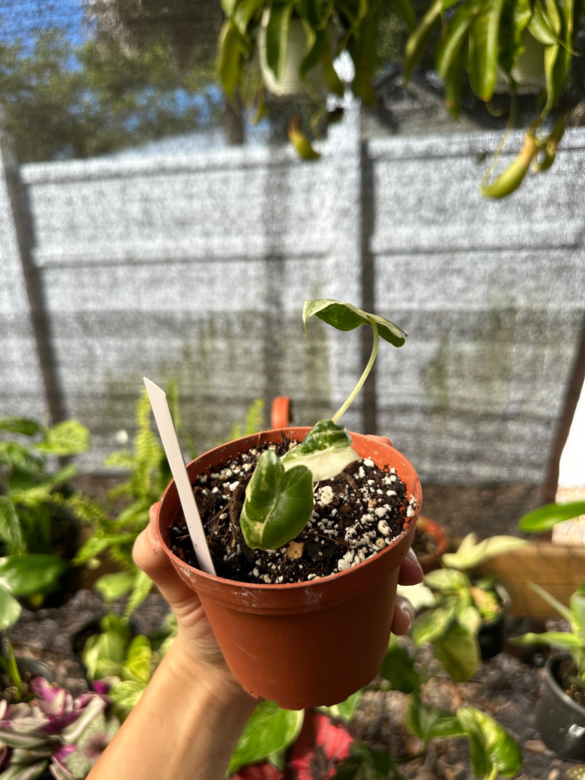 Alocasia Sarian Variegated