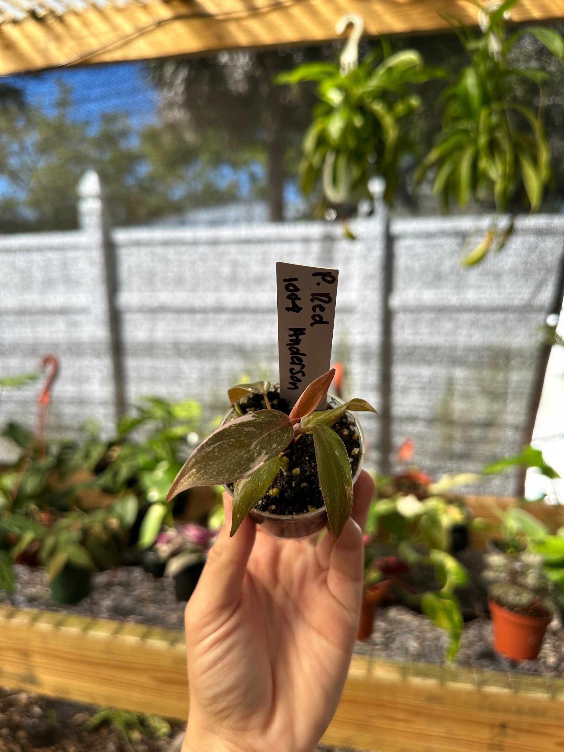 Philodendron Red Anderson