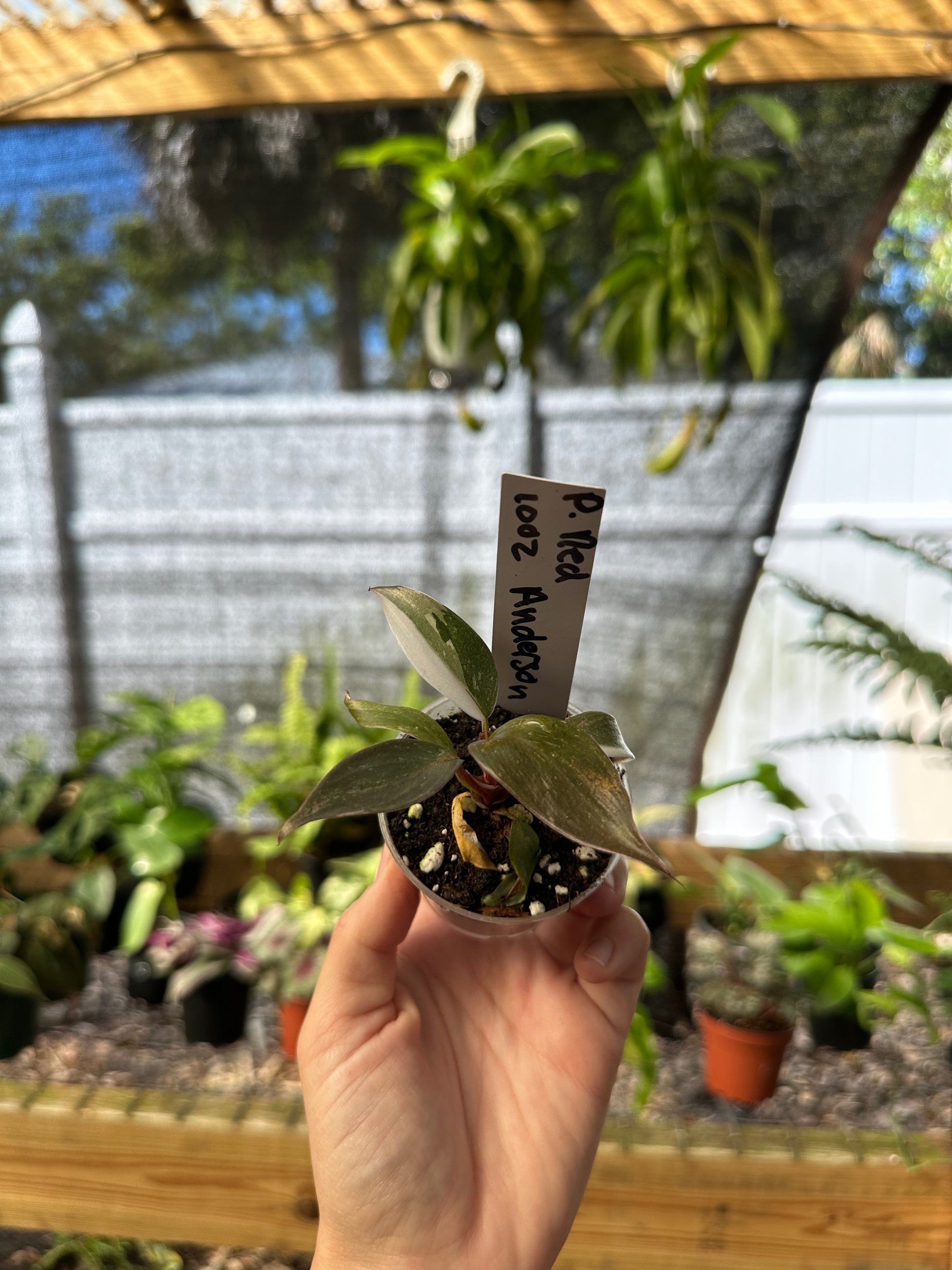 Philodendron Red Anderson