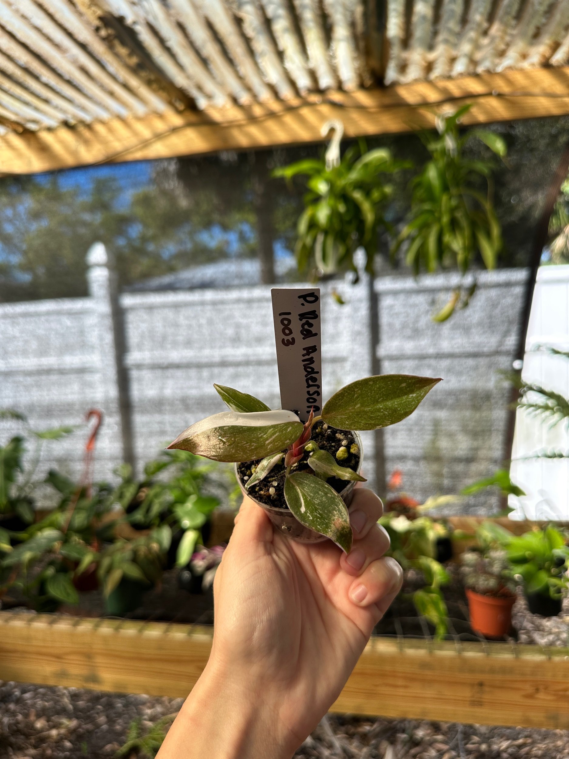 Philodendron Red Anderson